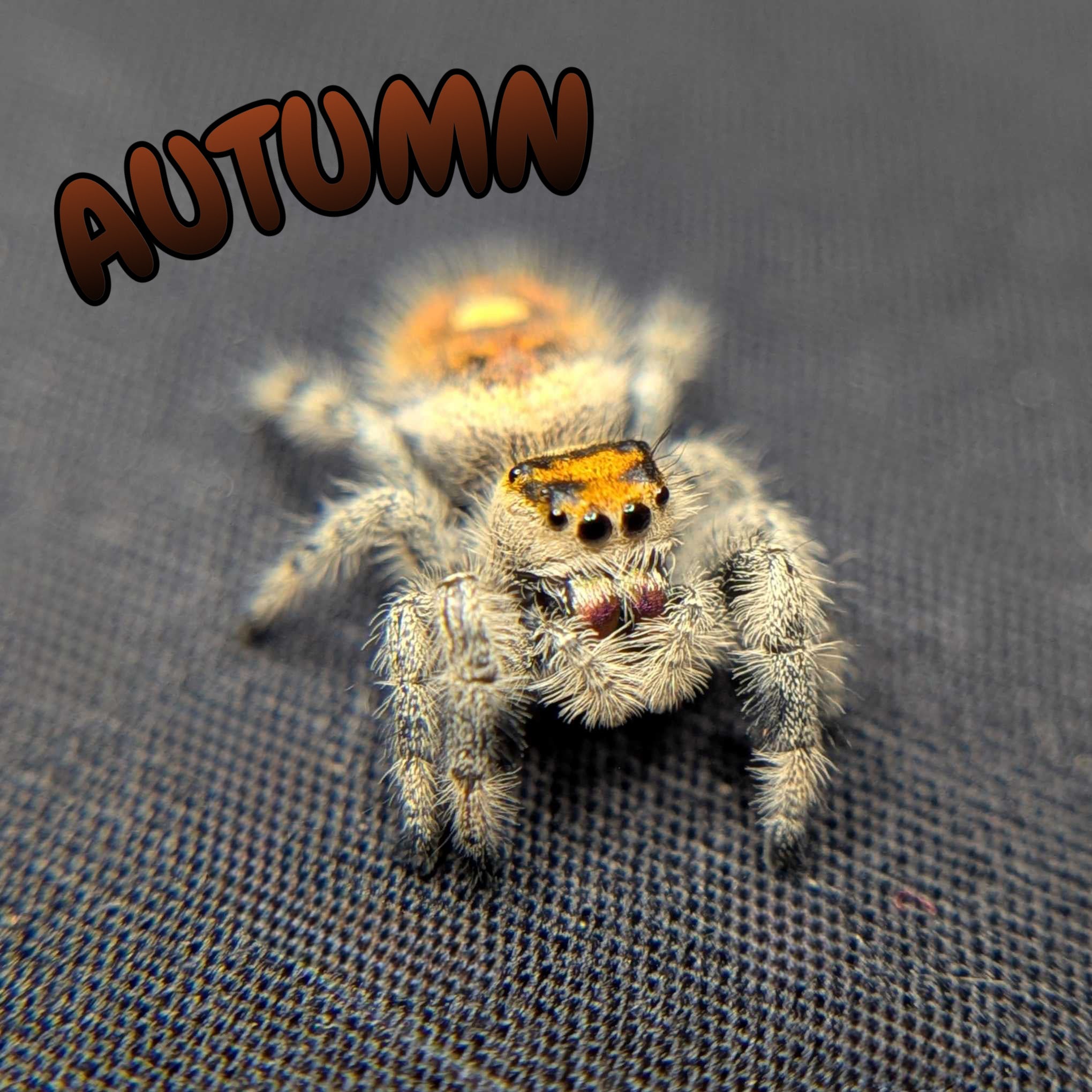 Regal Jumping Spider "Autumn"
