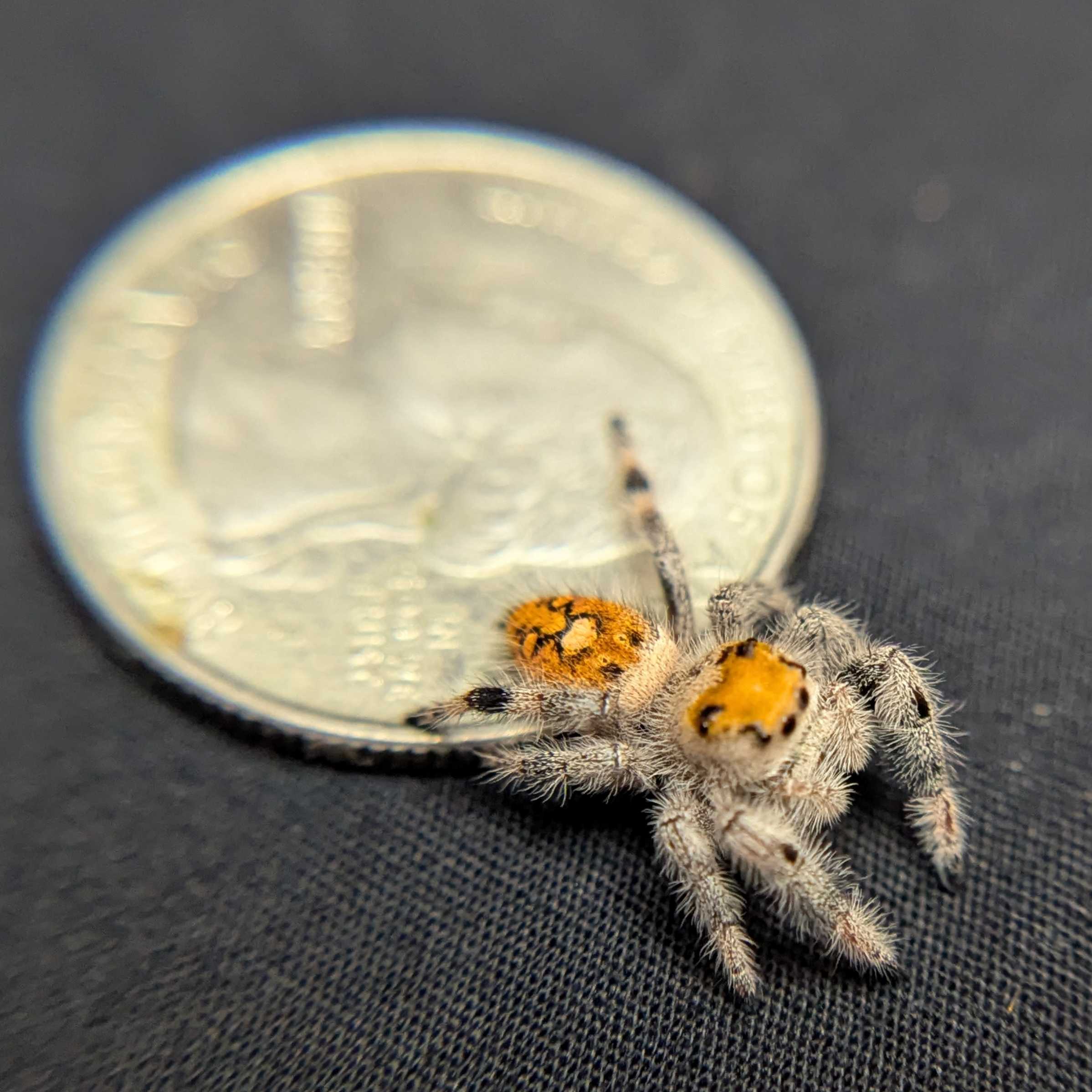 Regal Jumping Spider "Crimson"