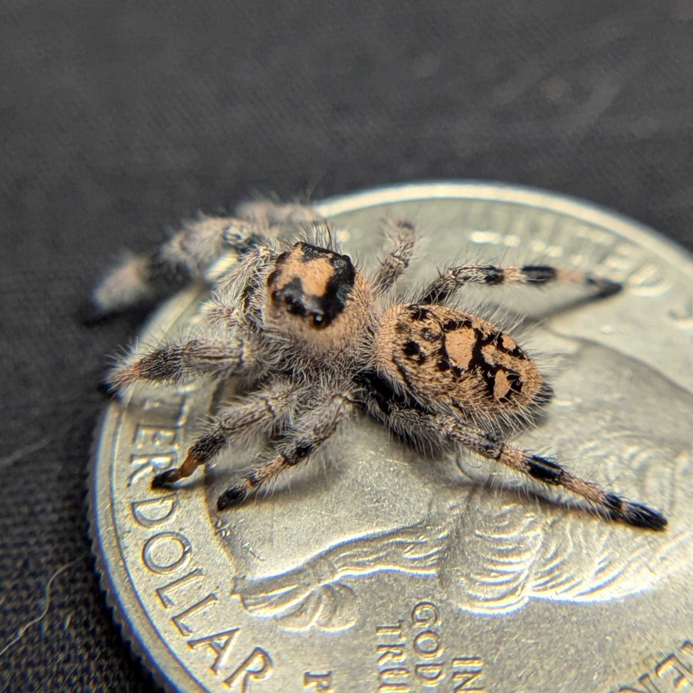 Regal Jumping Spider "Honey"