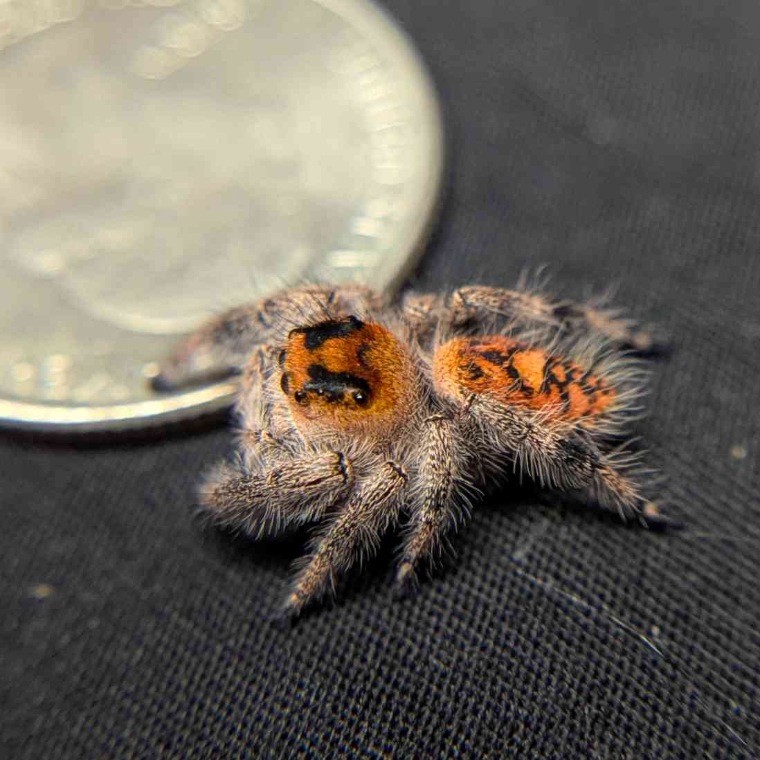 Regal Jumping Spider "Orange"
