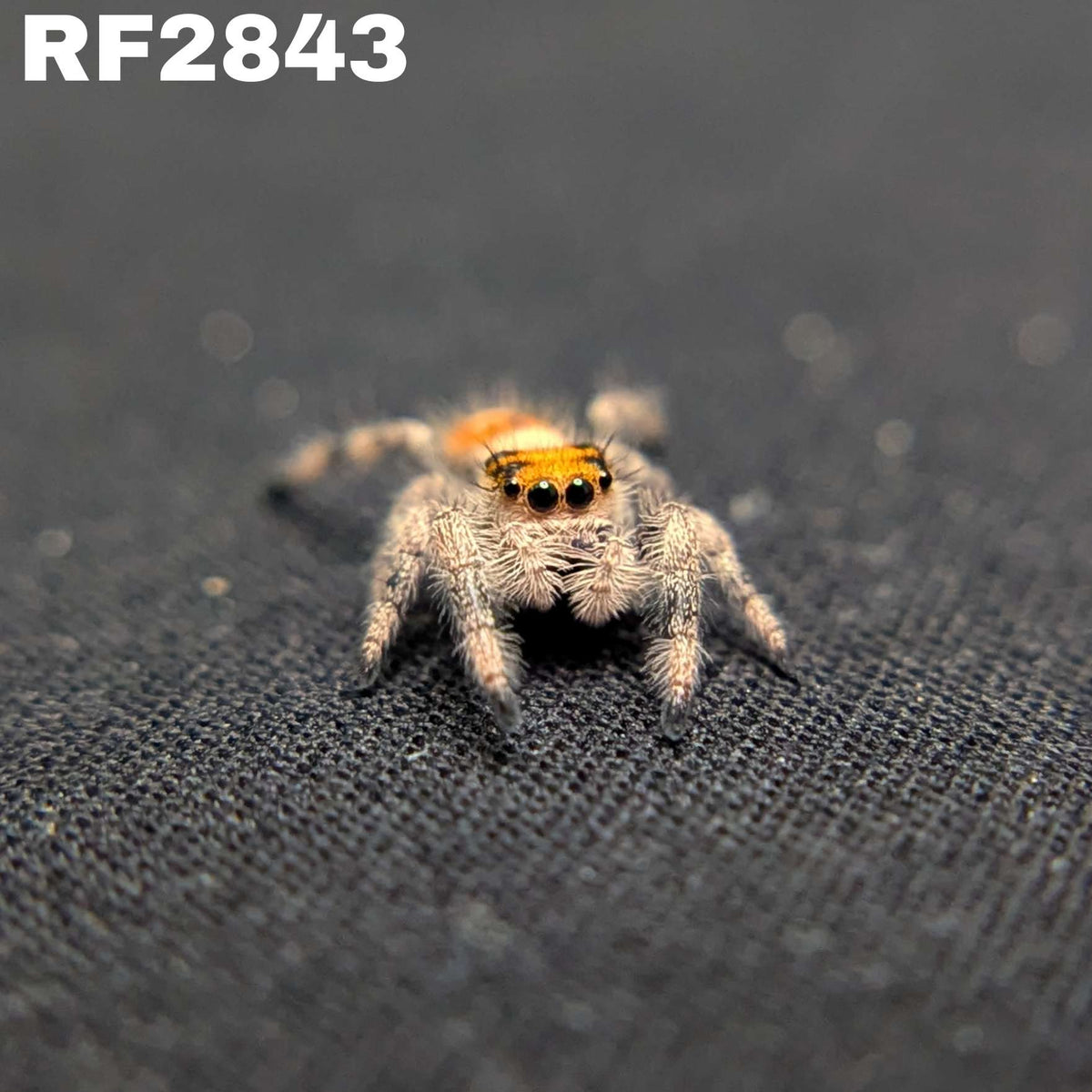 Regal Jumping Spider "Candy Corn"