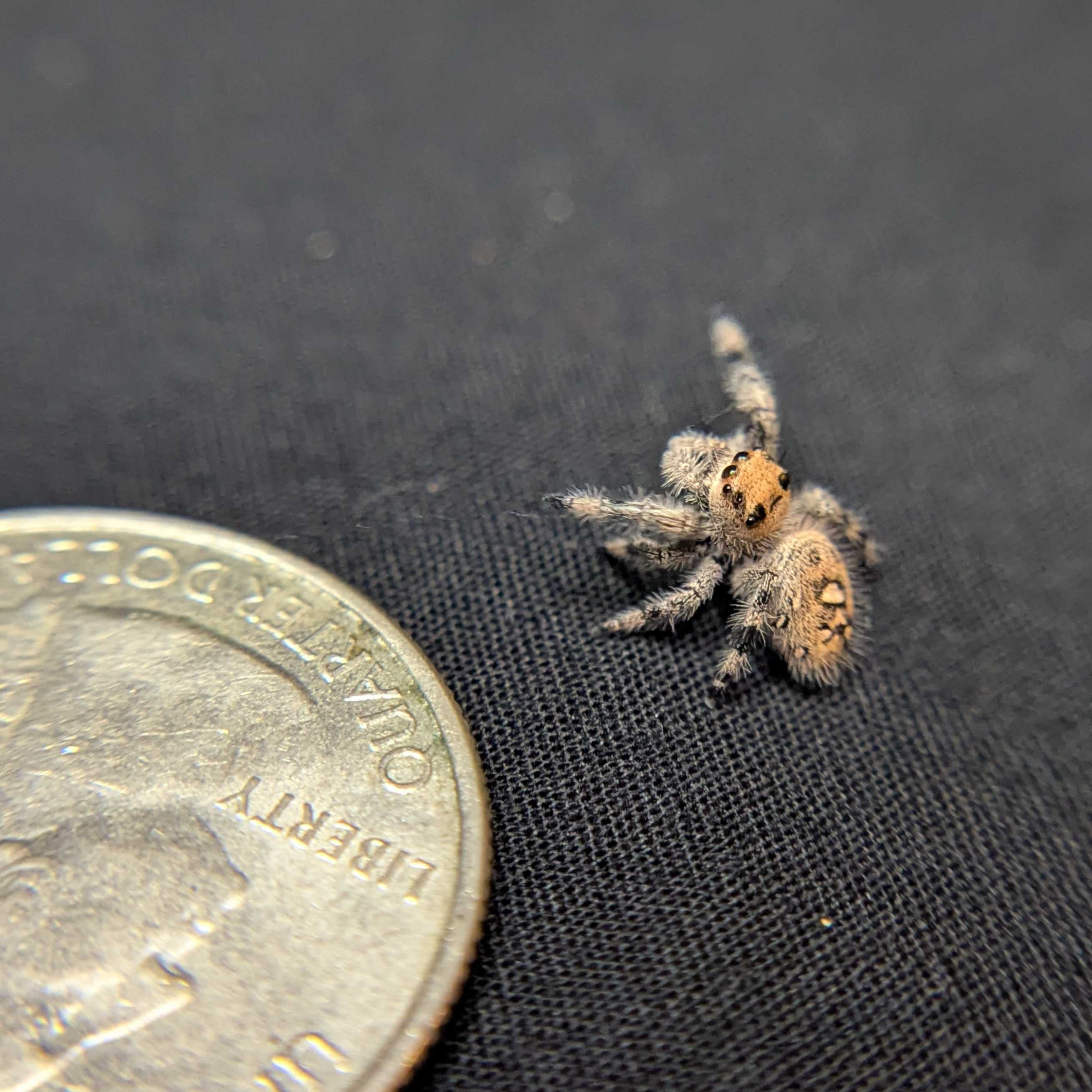 Regal Jumping Spider "Strawberry"
