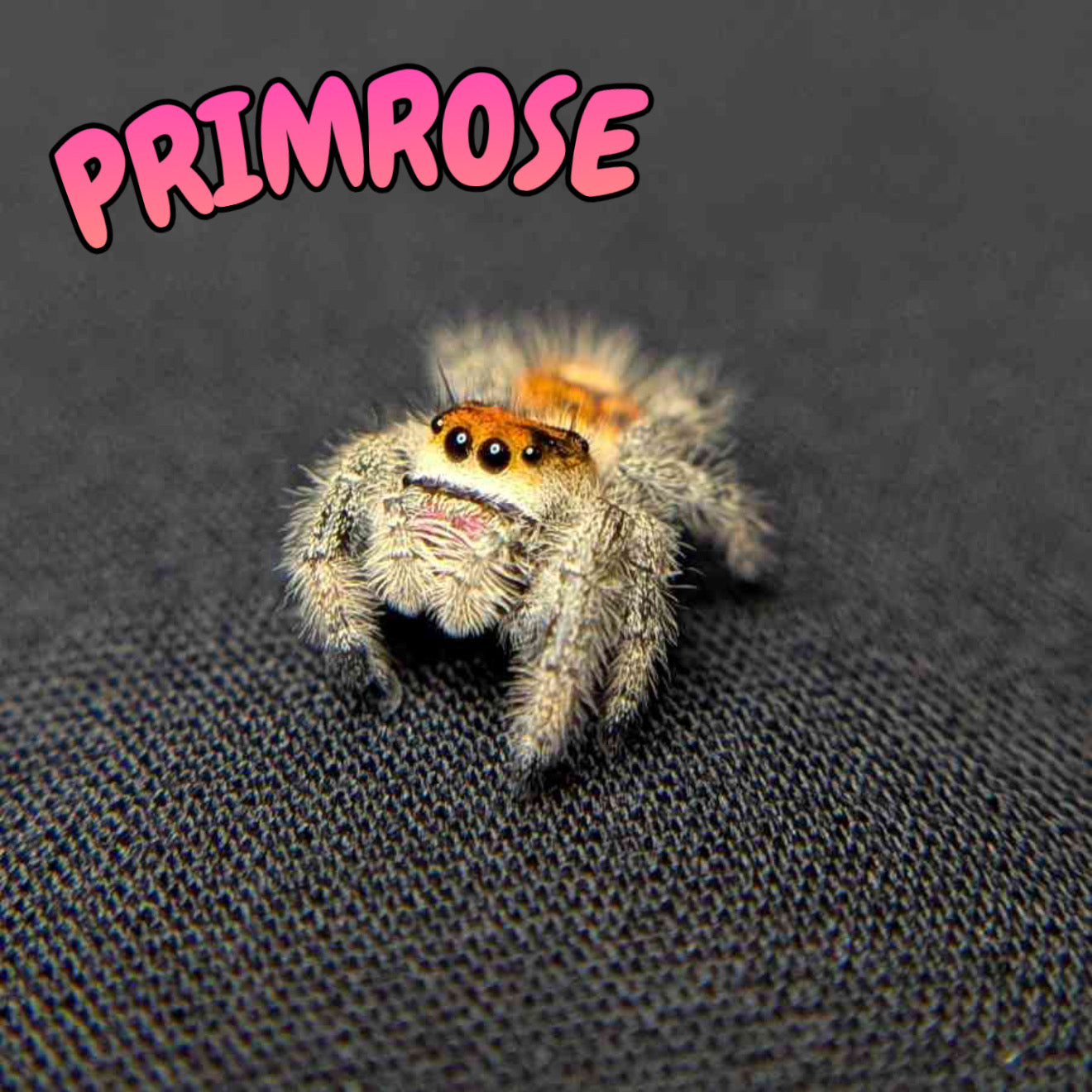 Regal Jumping Spider “Primrose”