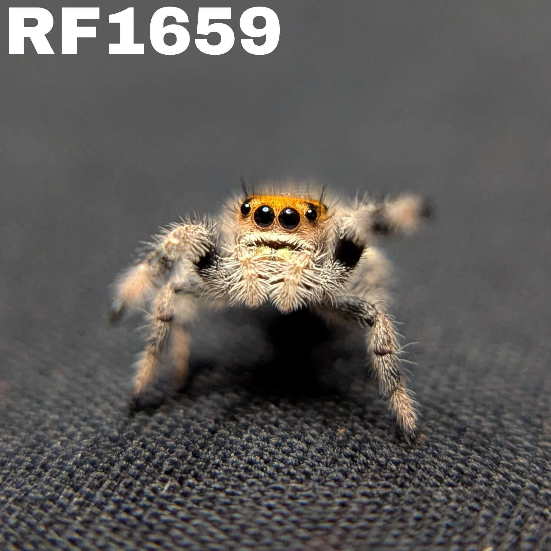 Regal Jumping Spider "Dreamcicle"