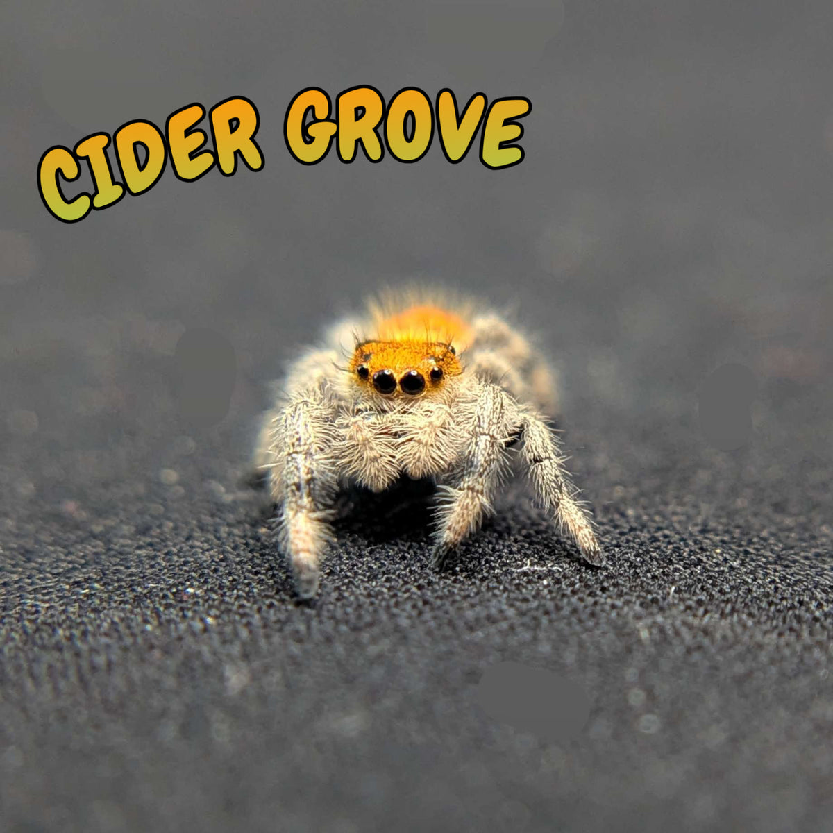 Regal Jumping Spider “Cider Grove”