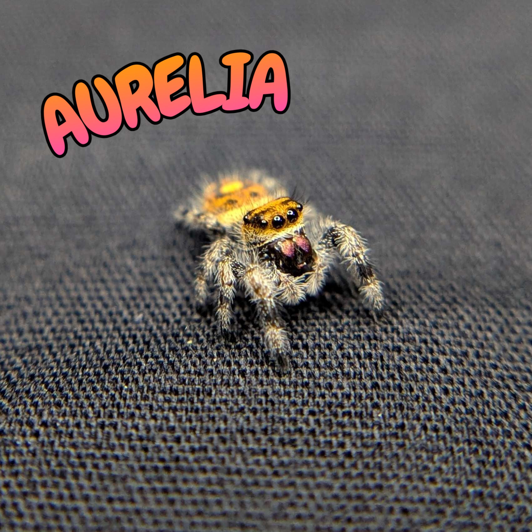 Regal Jumping Spider “Aurelia”