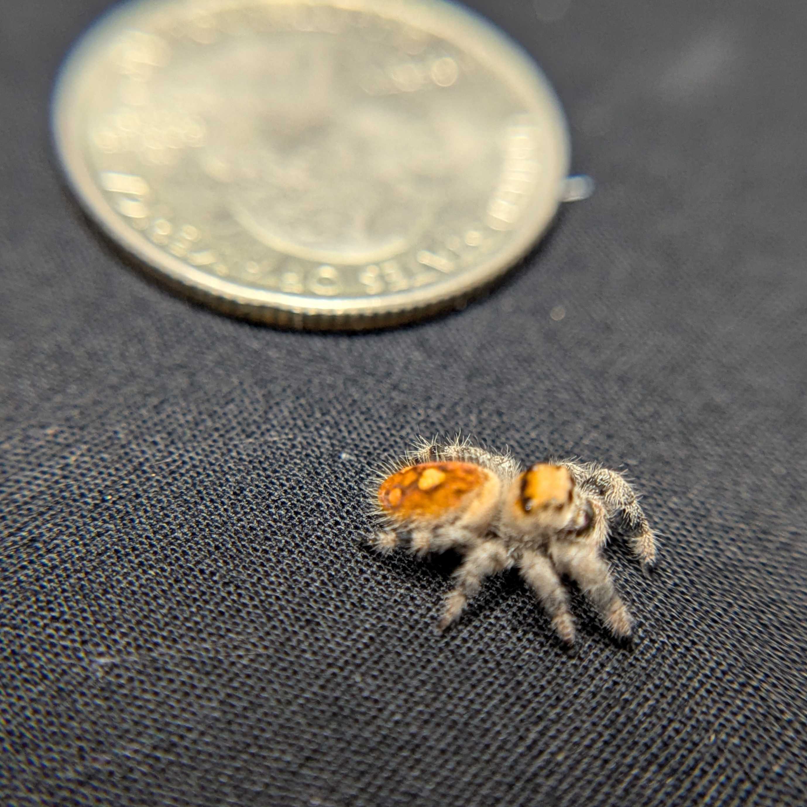 Regal Jumping Spider “Amberlyn”