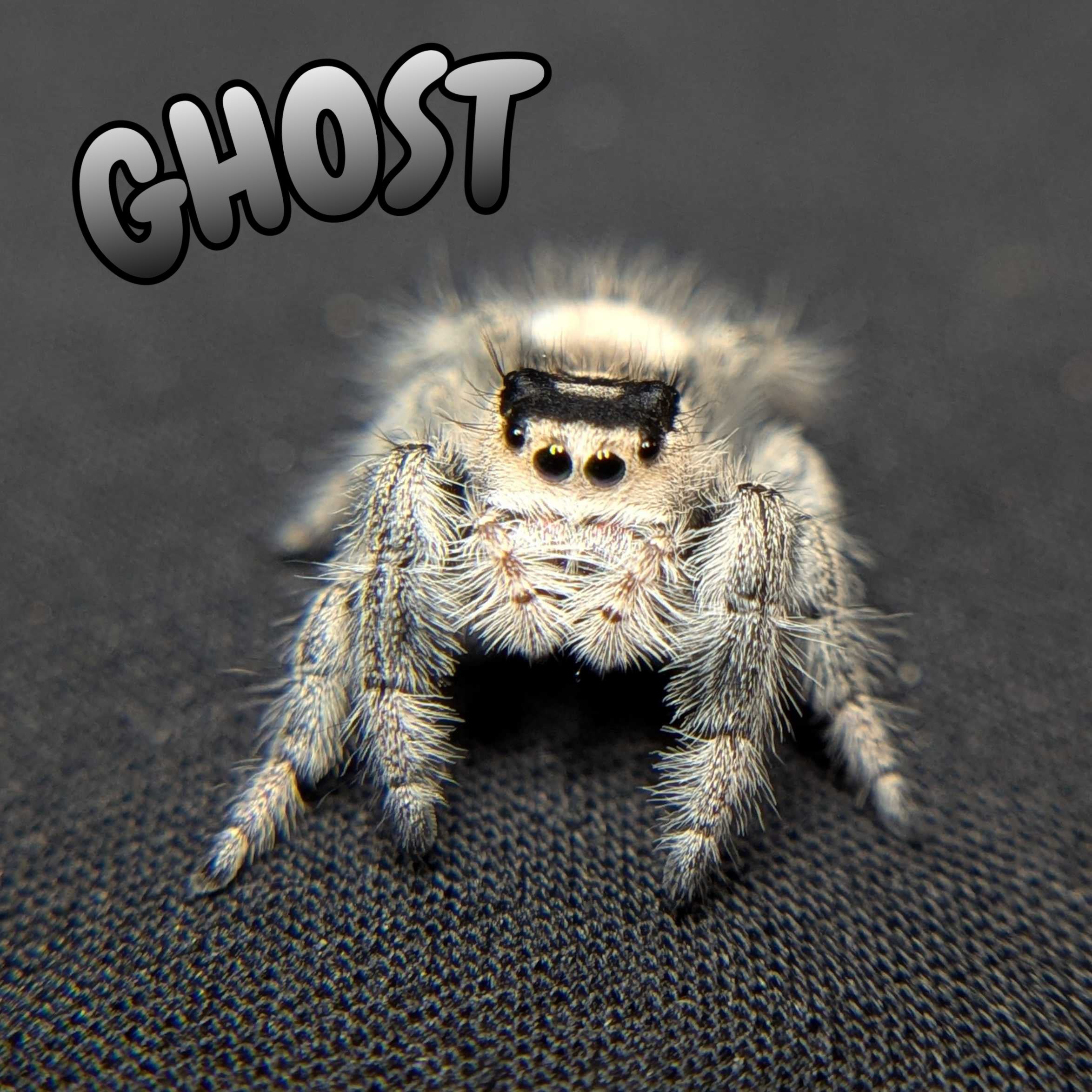 Regal Jumping Spider "Ghost"