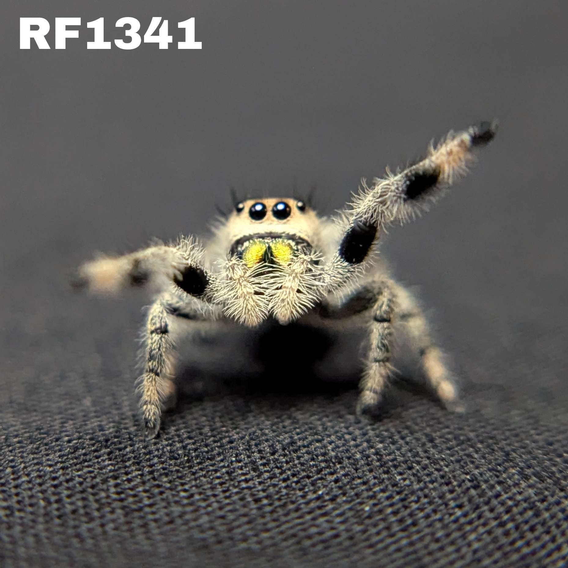 Regal Jumping Spider "Lemondrop"