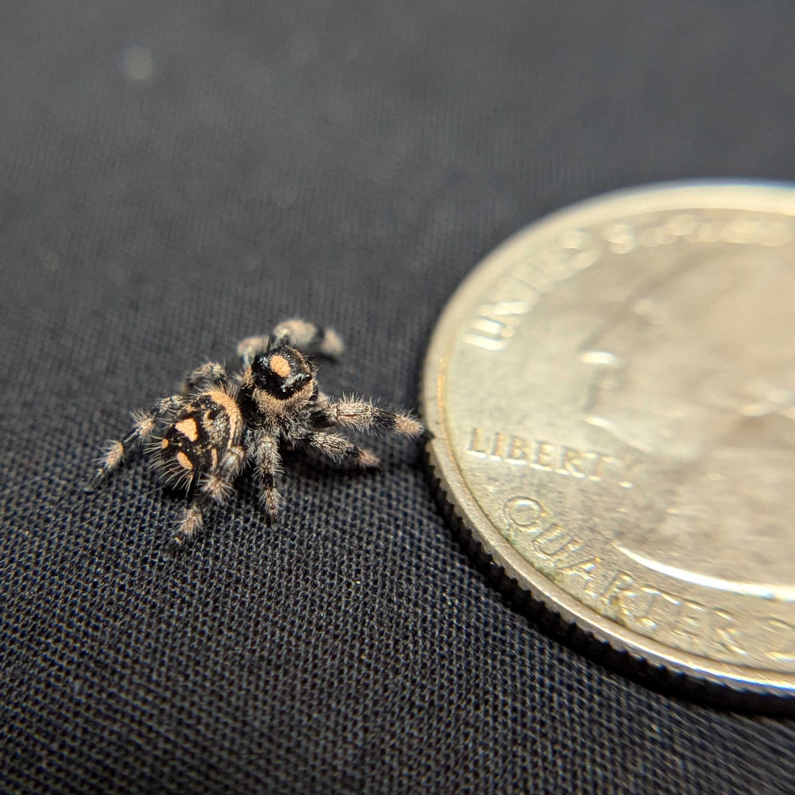 Regal Jumping Spider "Moody"