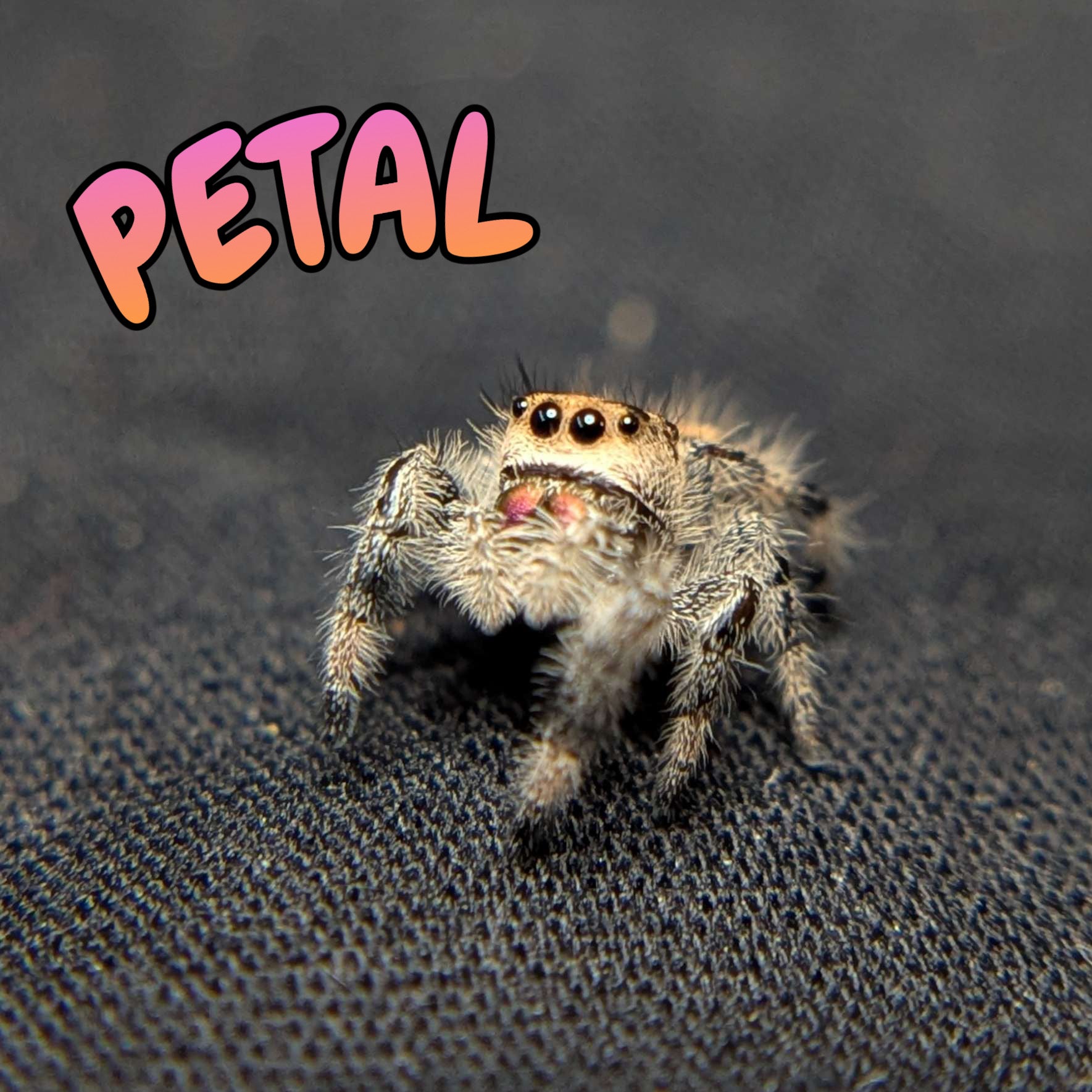 Female Regal Jumping Spider Petal