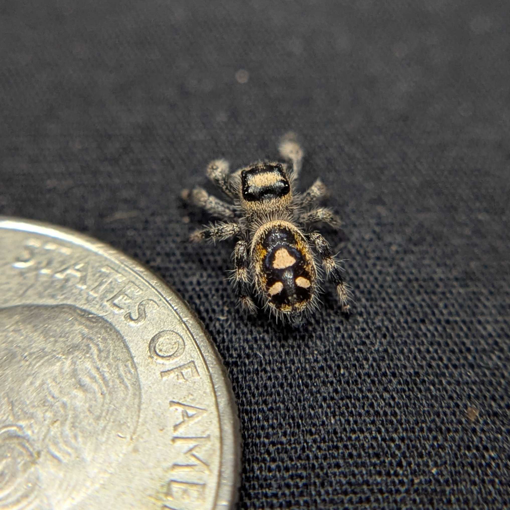 Regal Jumping Spider "Dream"