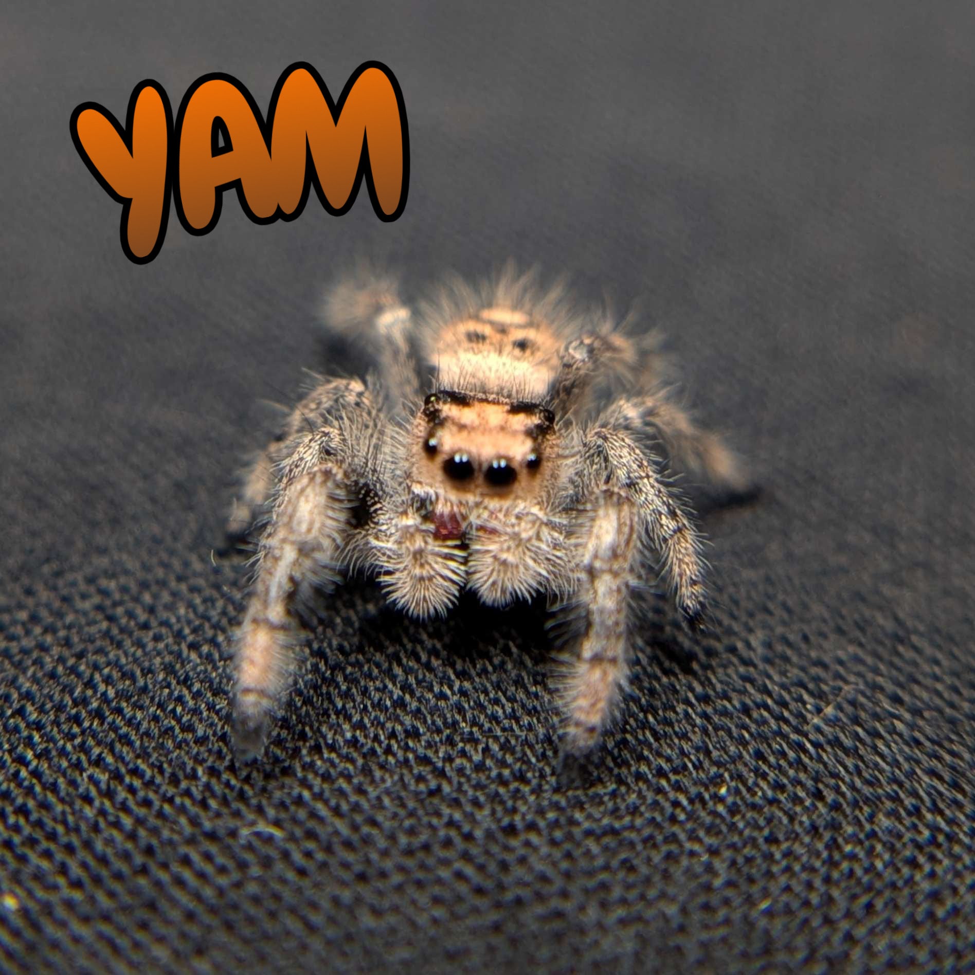 Regal Jumping Spider "Yam"