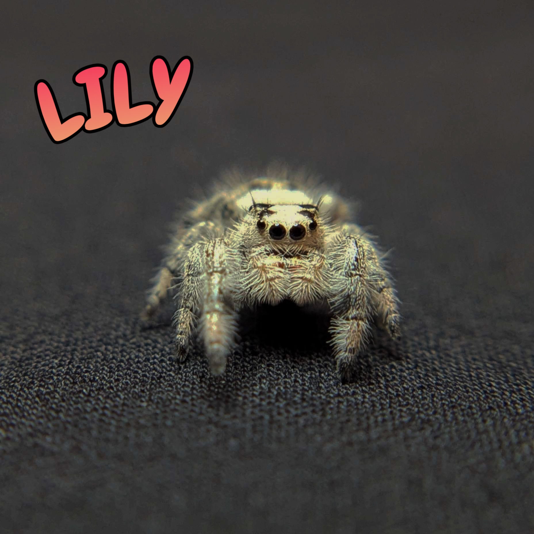 Regal Jumping Spider "Lily"