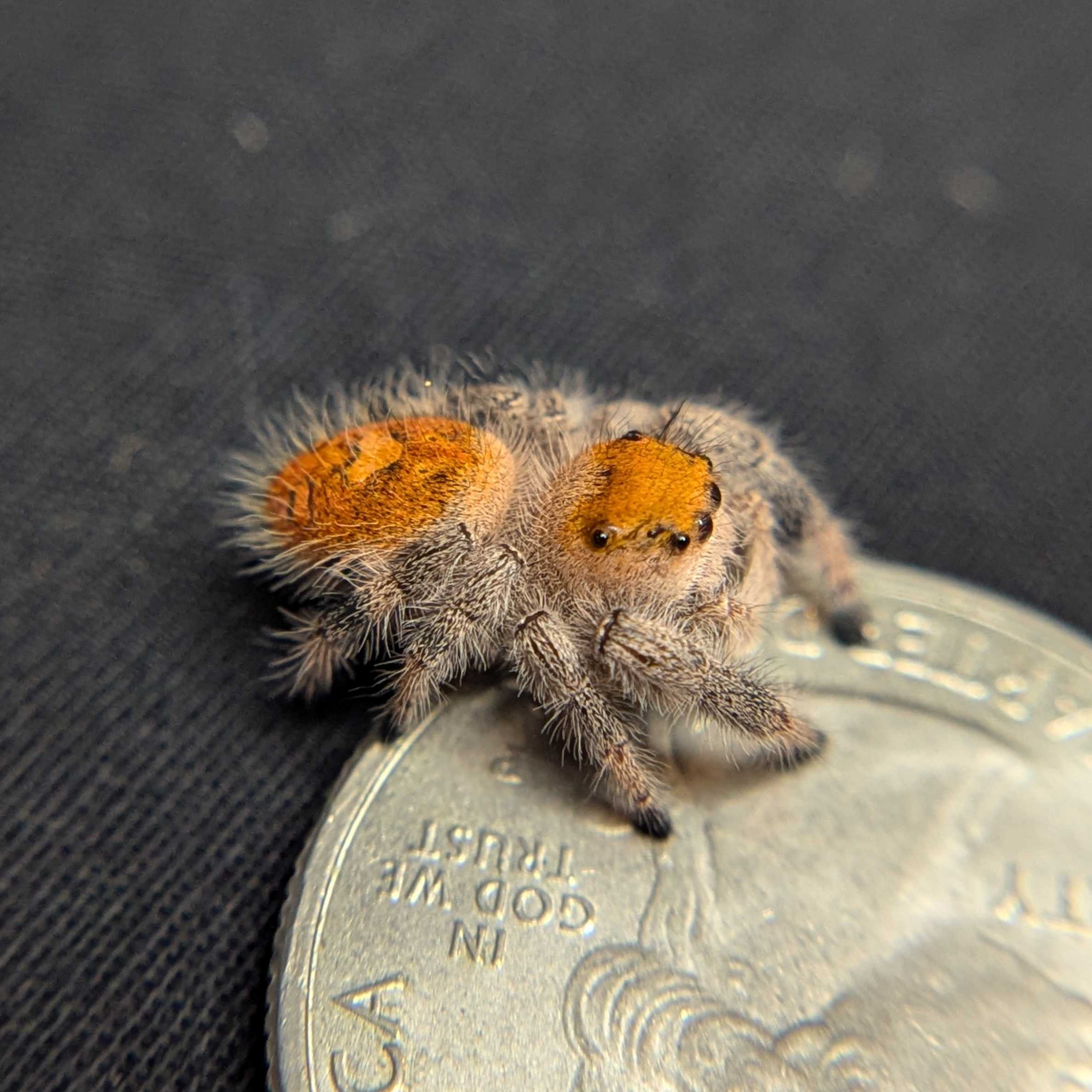 Regal Jumping Spider “Aurora”