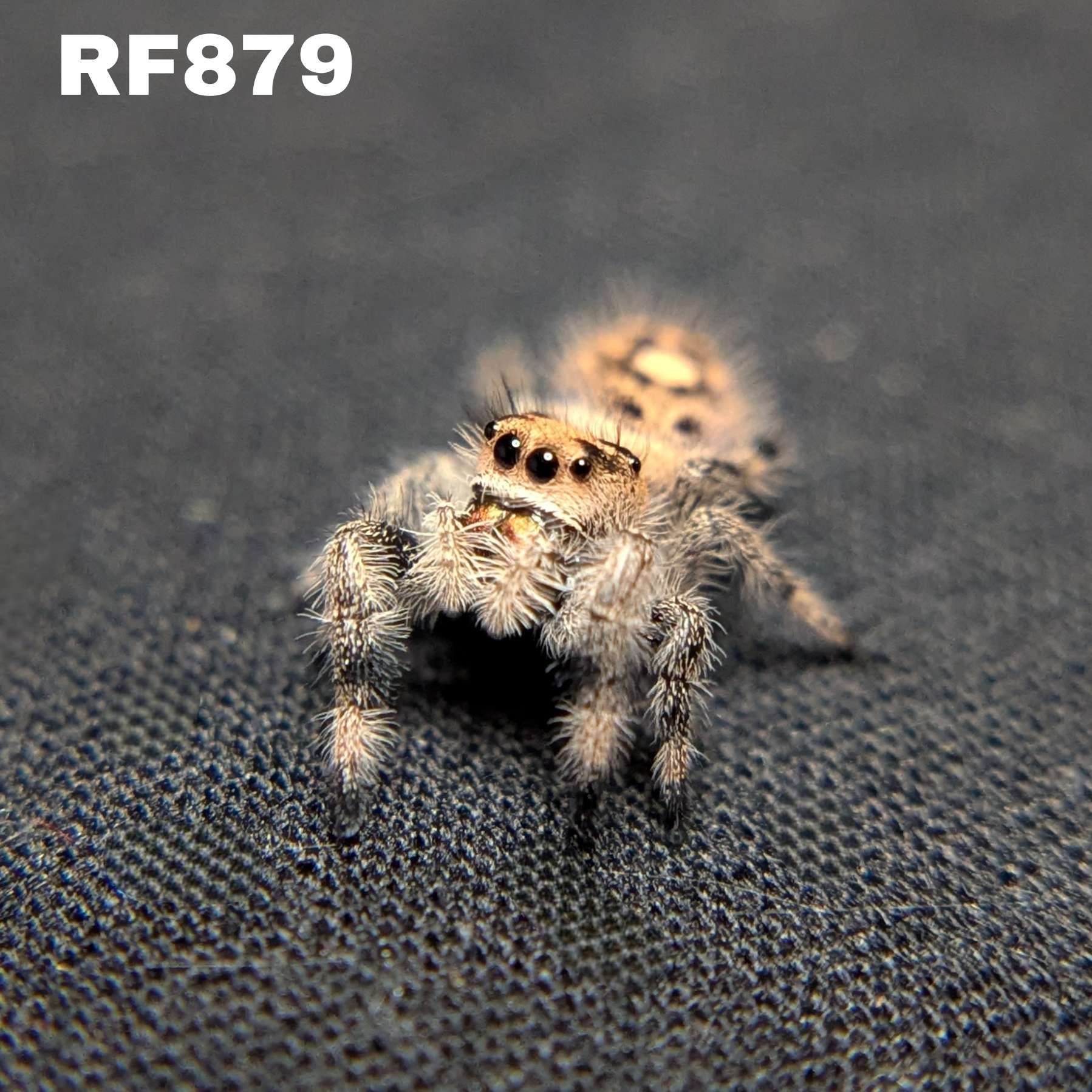 Regal Jumping Spider "Banana"