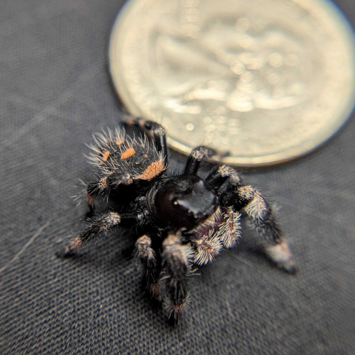 Regal Jumping Spider “Amberlyn”