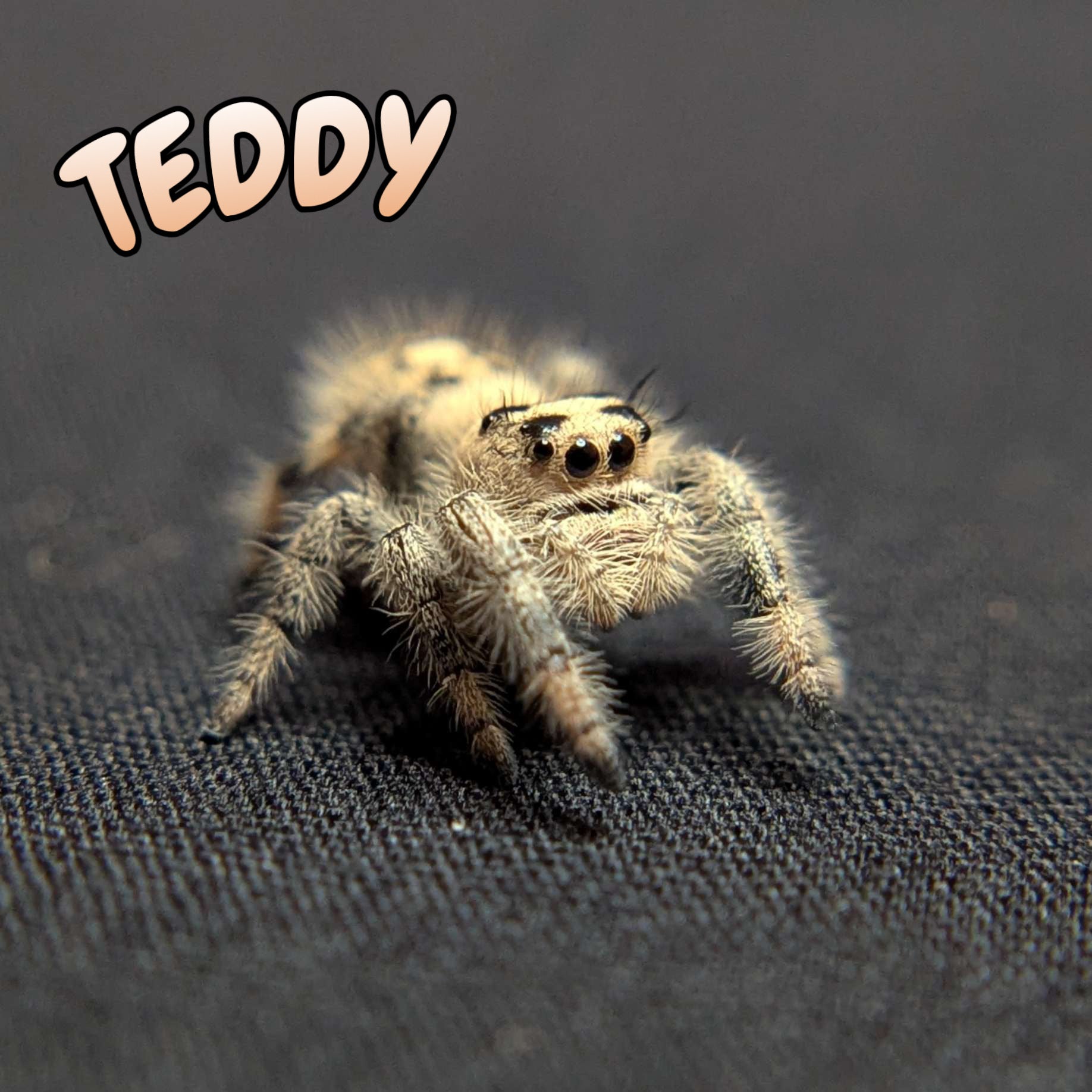 Regal Jumping Spider "Teddy"