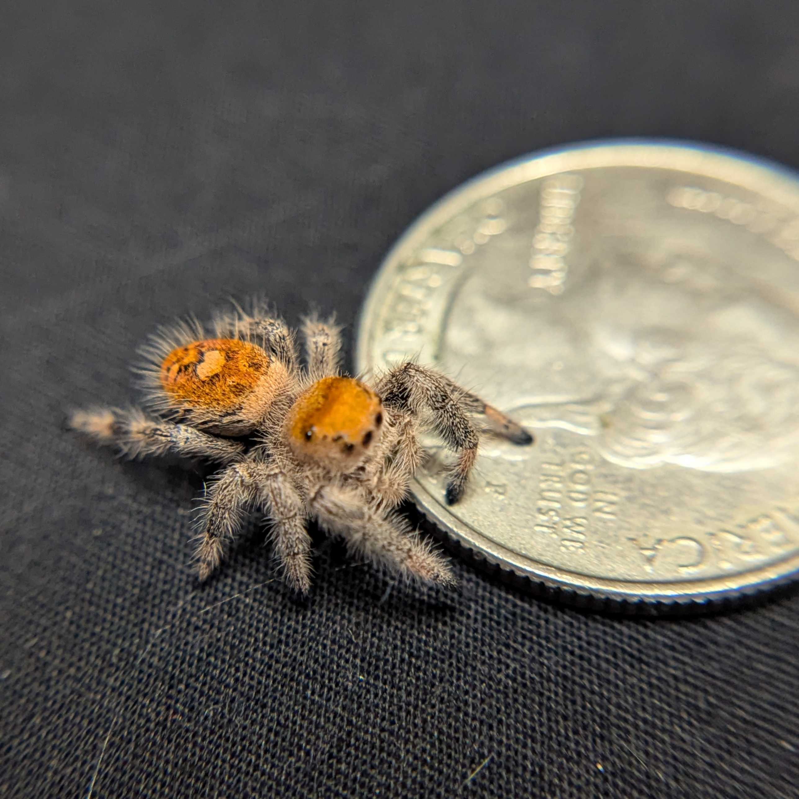Regal Jumping Spider "Teddy"