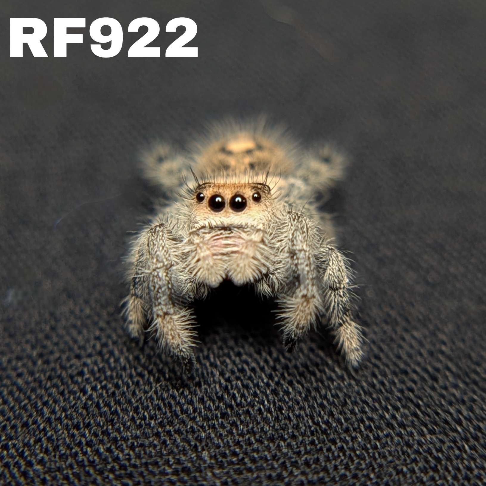 Regal Jumping Spider "Hazel"