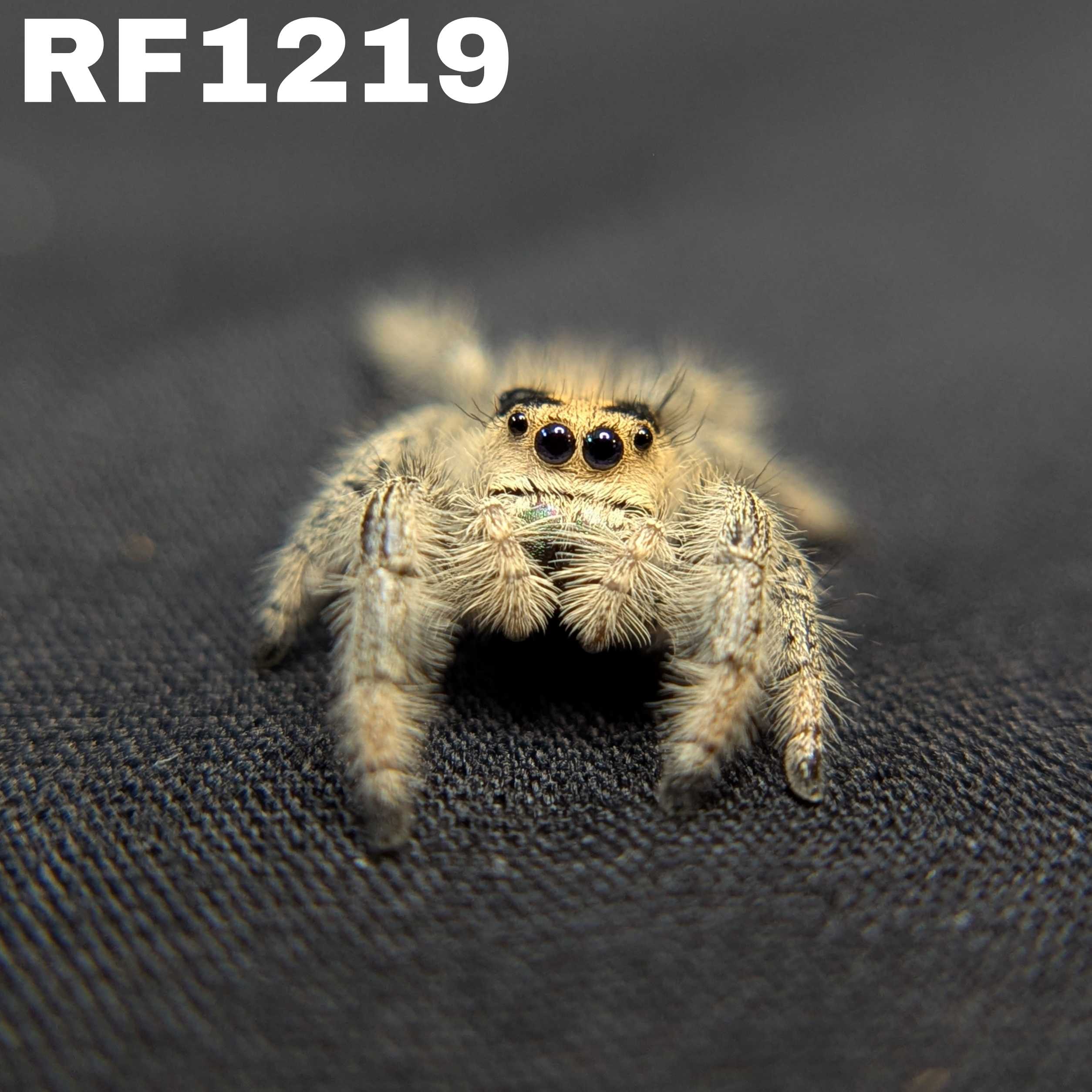 Regal Jumping Spider "Flower"