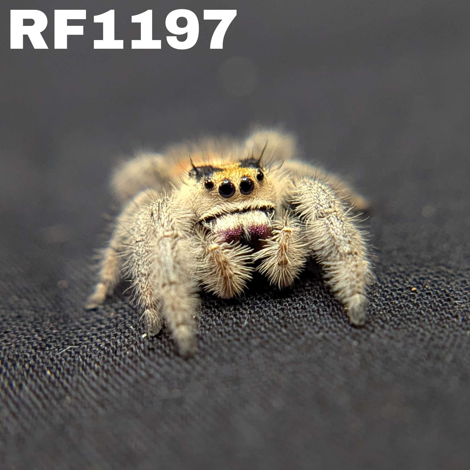 Regal Jumping Spider "Mystara"