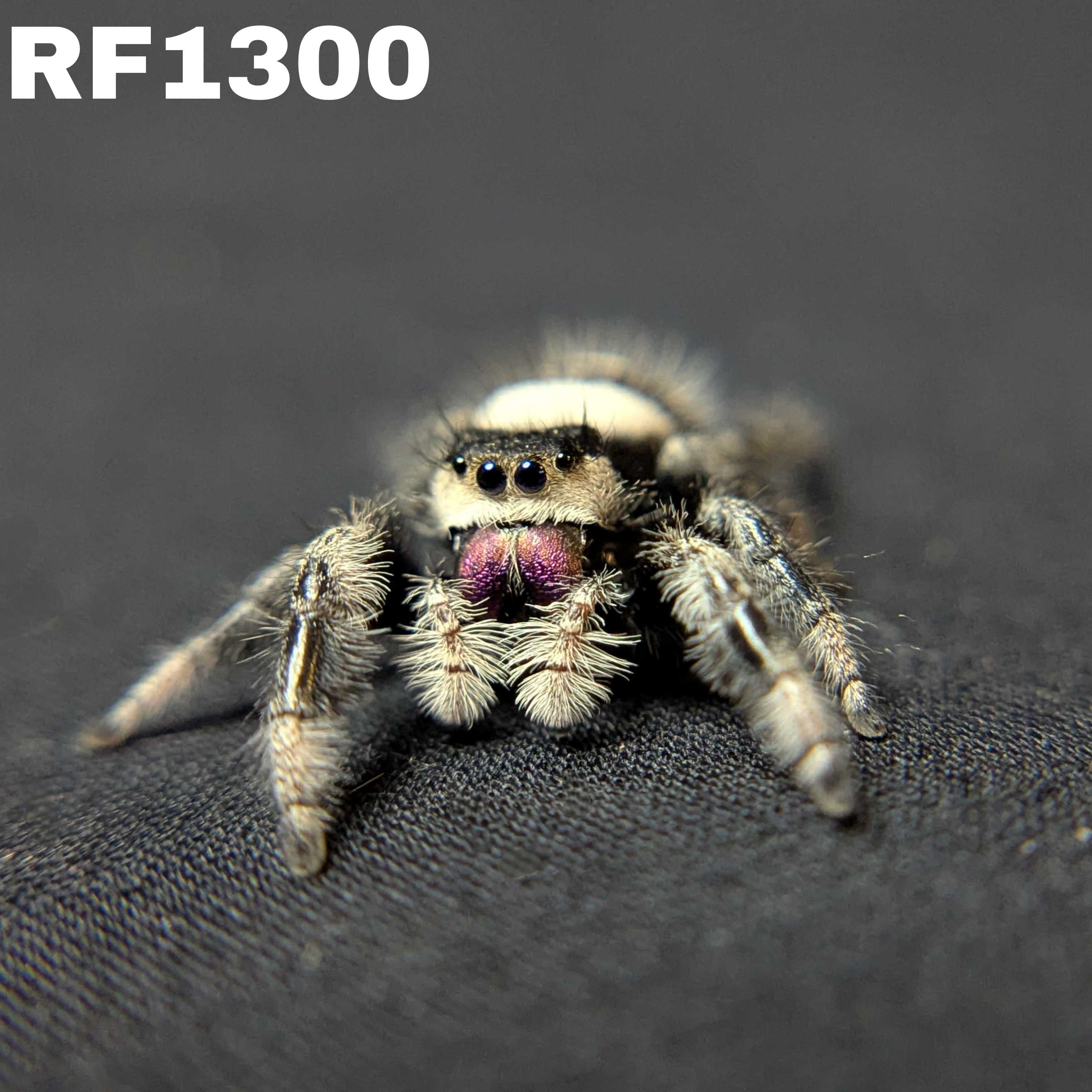 Regal Jumping Spider “Vixen”