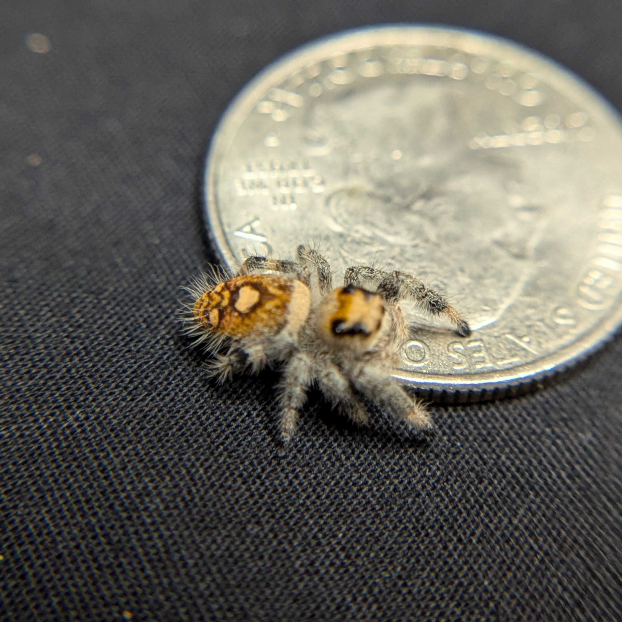 Regal Jumping Spider "Sahara"