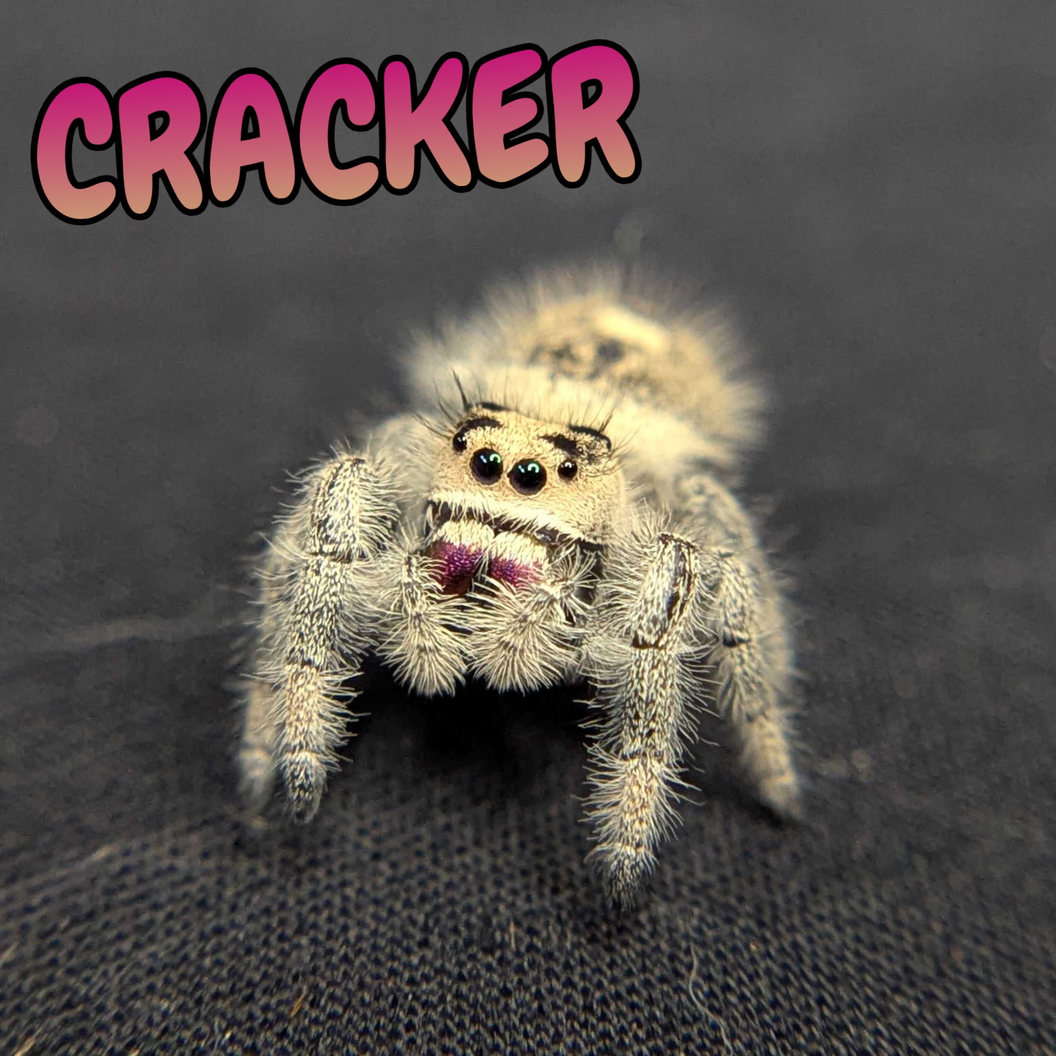 Regal Jumping Spider "Cracker"