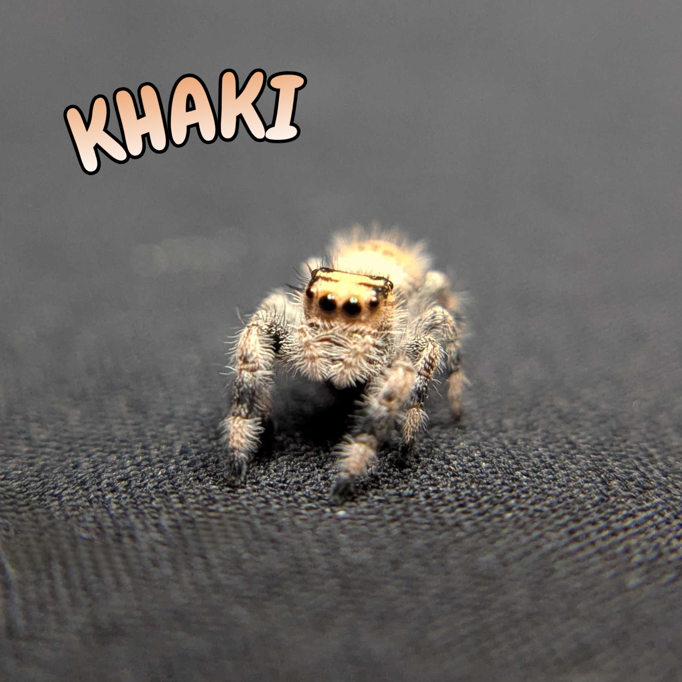 Regal Jumping Spider "Khaki"