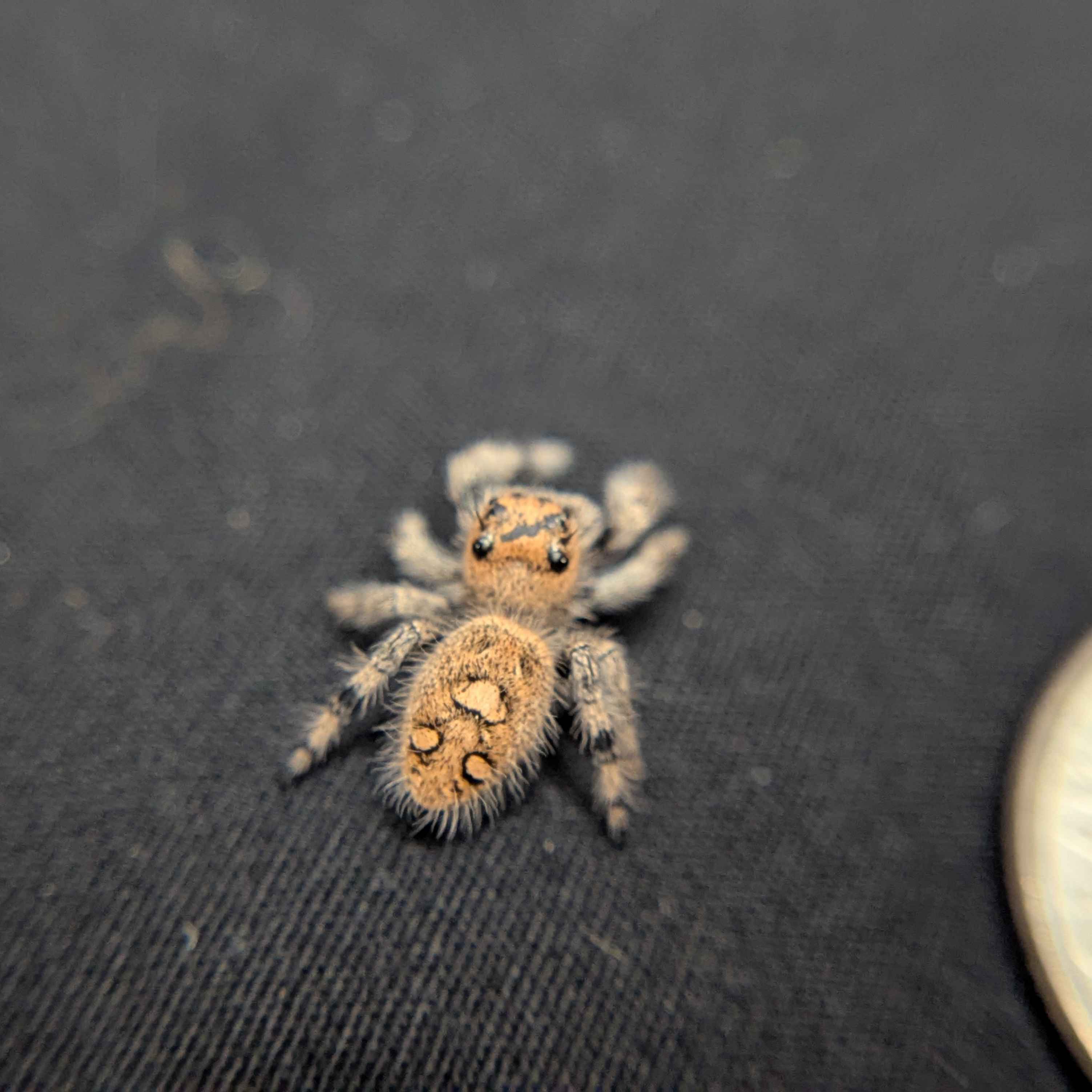 Regal Jumping Spider "Raven"