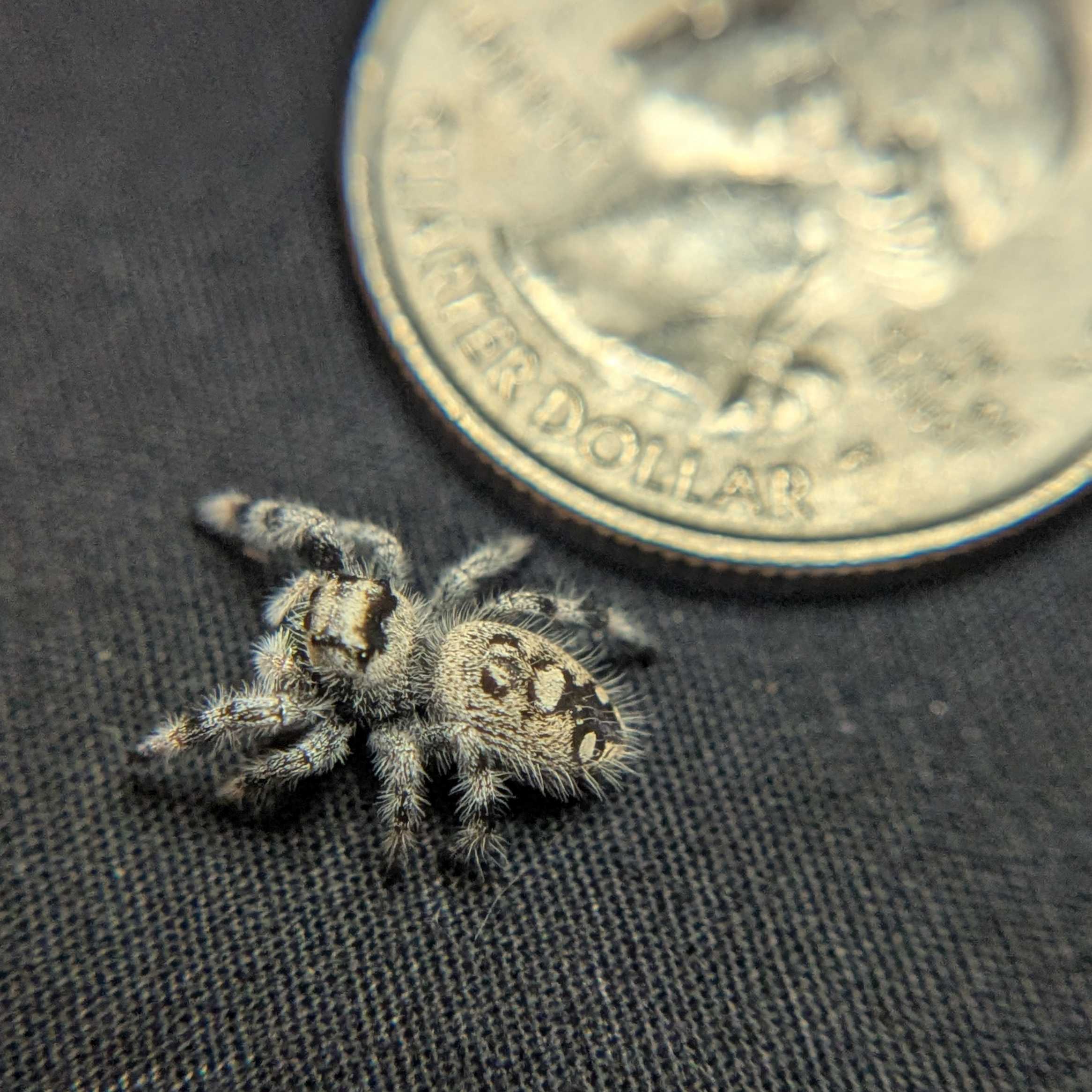 Regal Jumping Spider "Starlight"