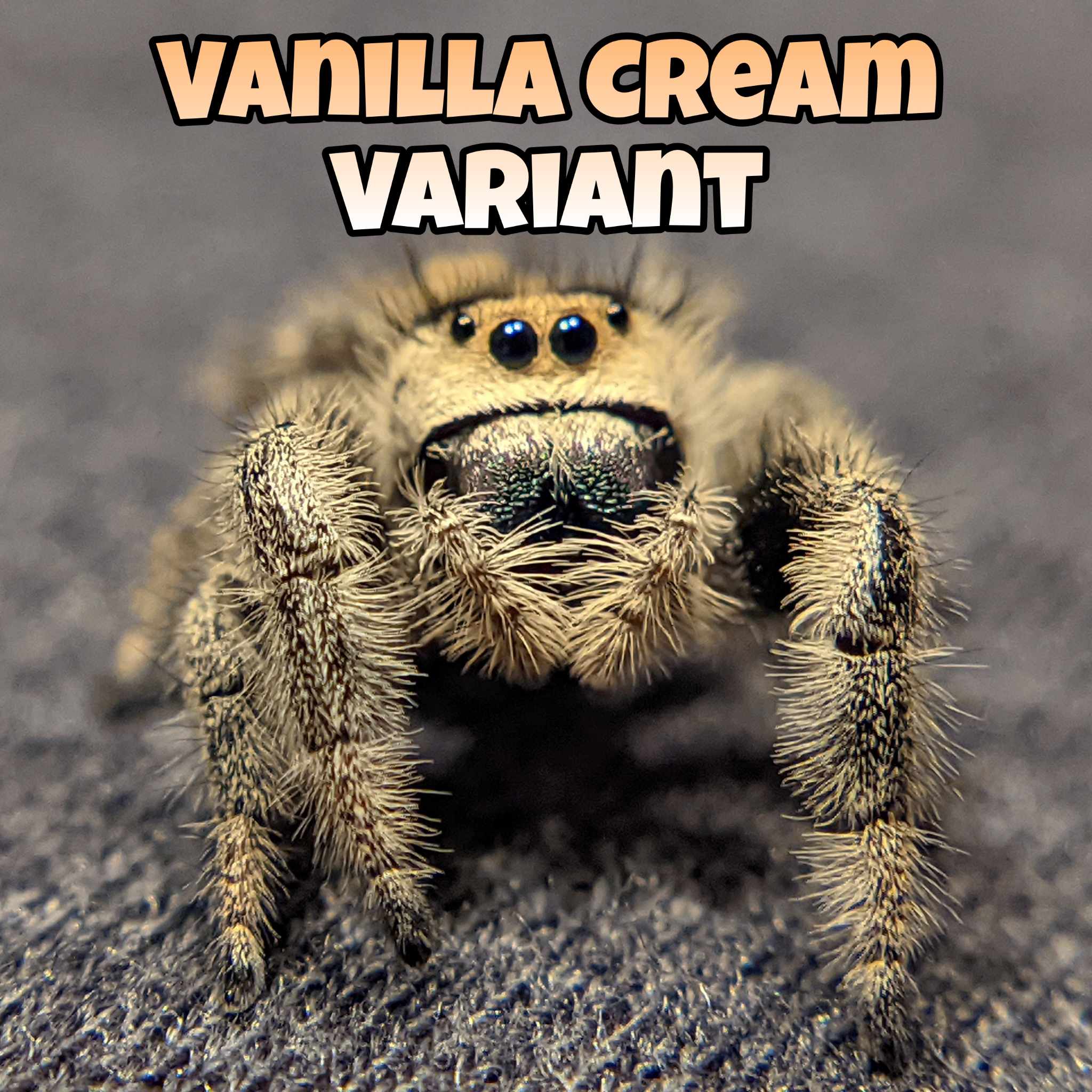 Regal Jumping Spiders For Sale (Phiddipus regius)