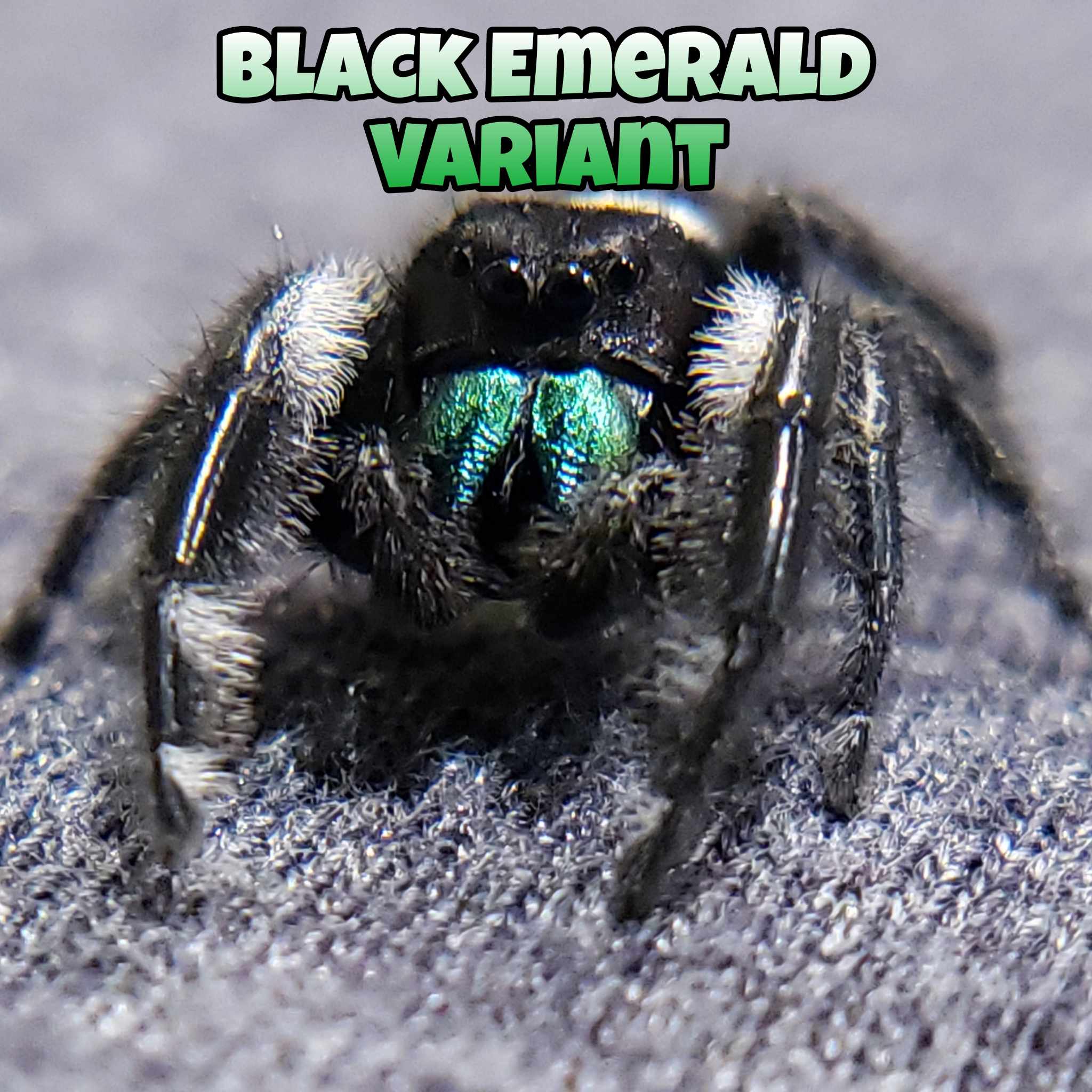 Regal Jumping Spiders For Sale (Phiddipus regius)