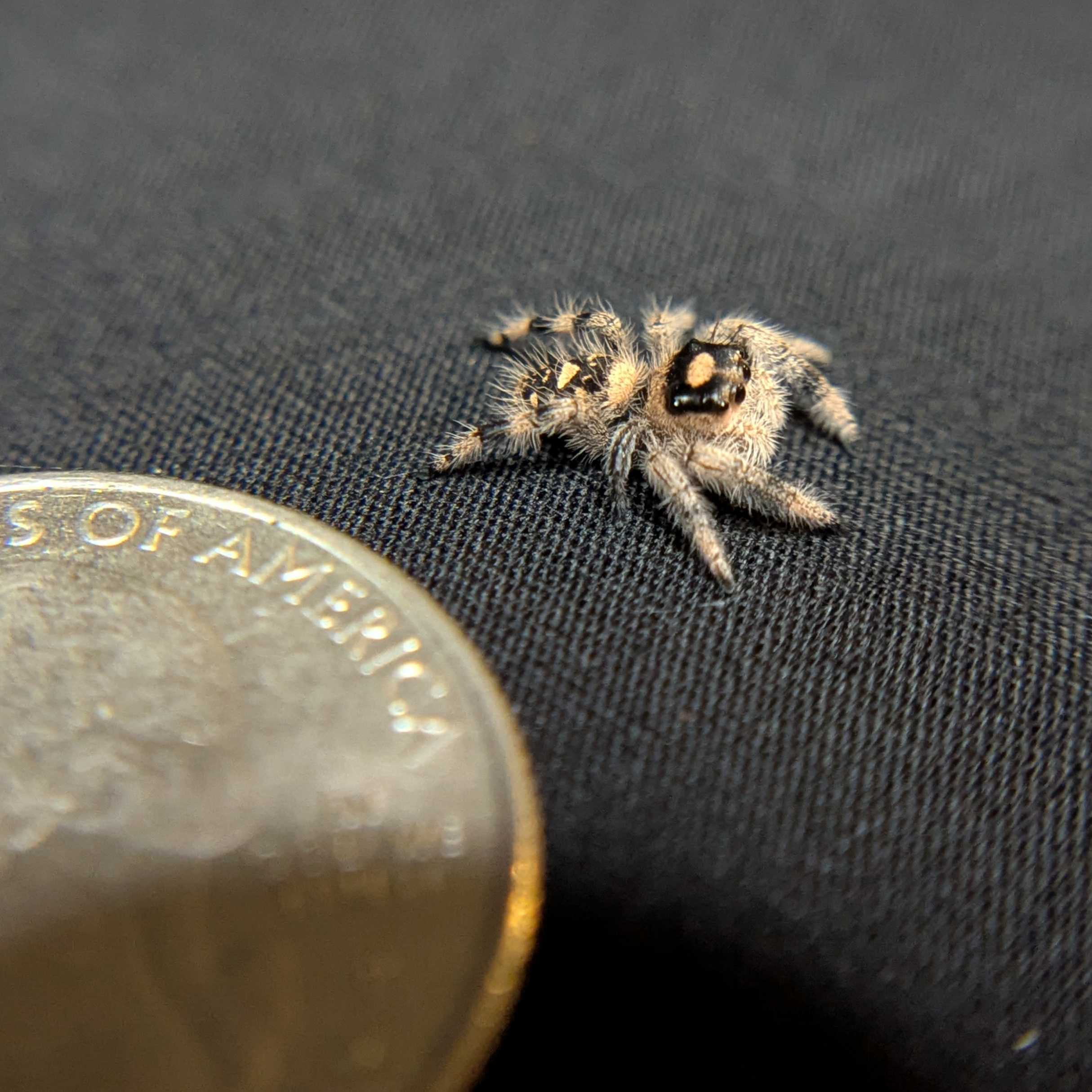 Regal Jumping Spider "Berry"