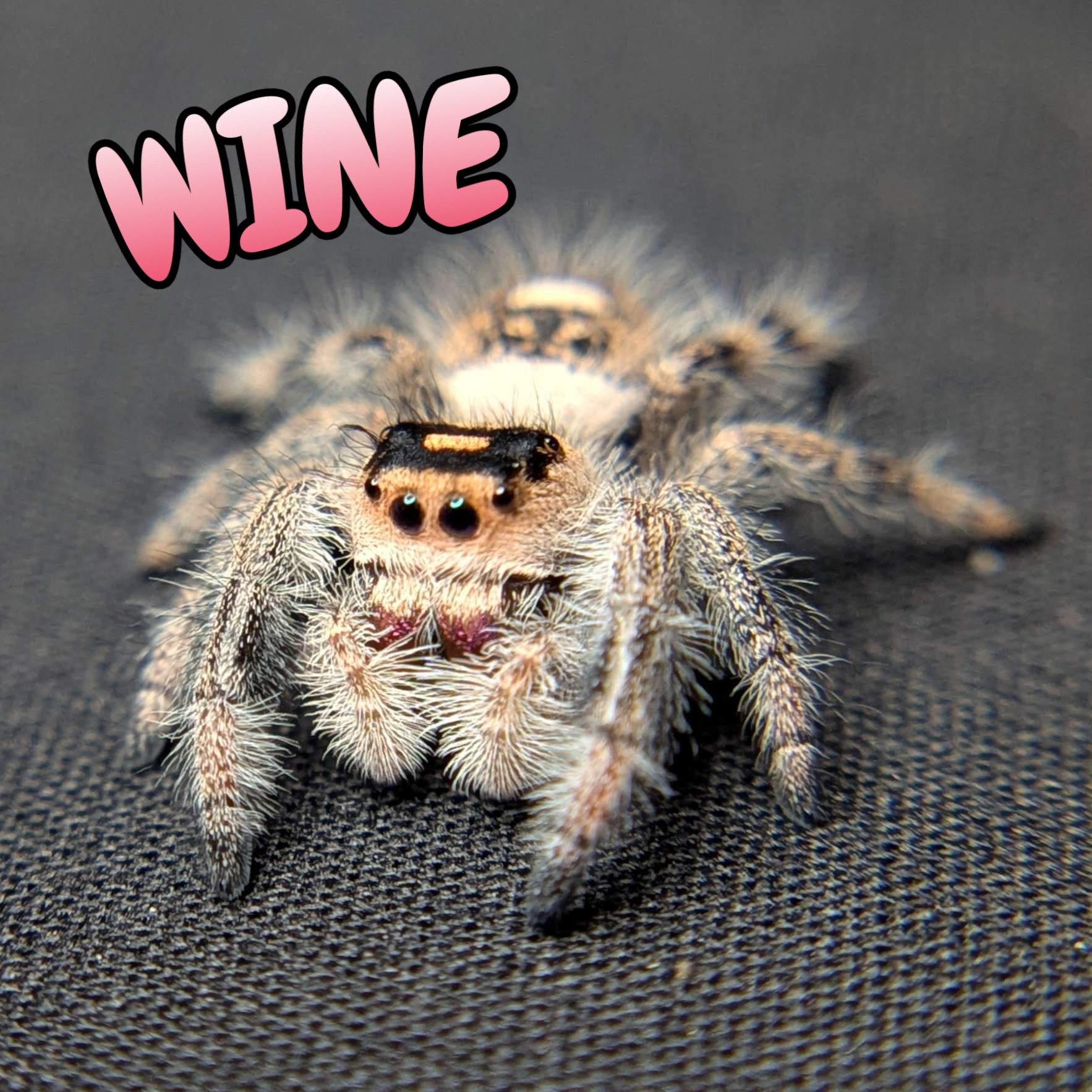 Regal Jumping Spider "Wine"