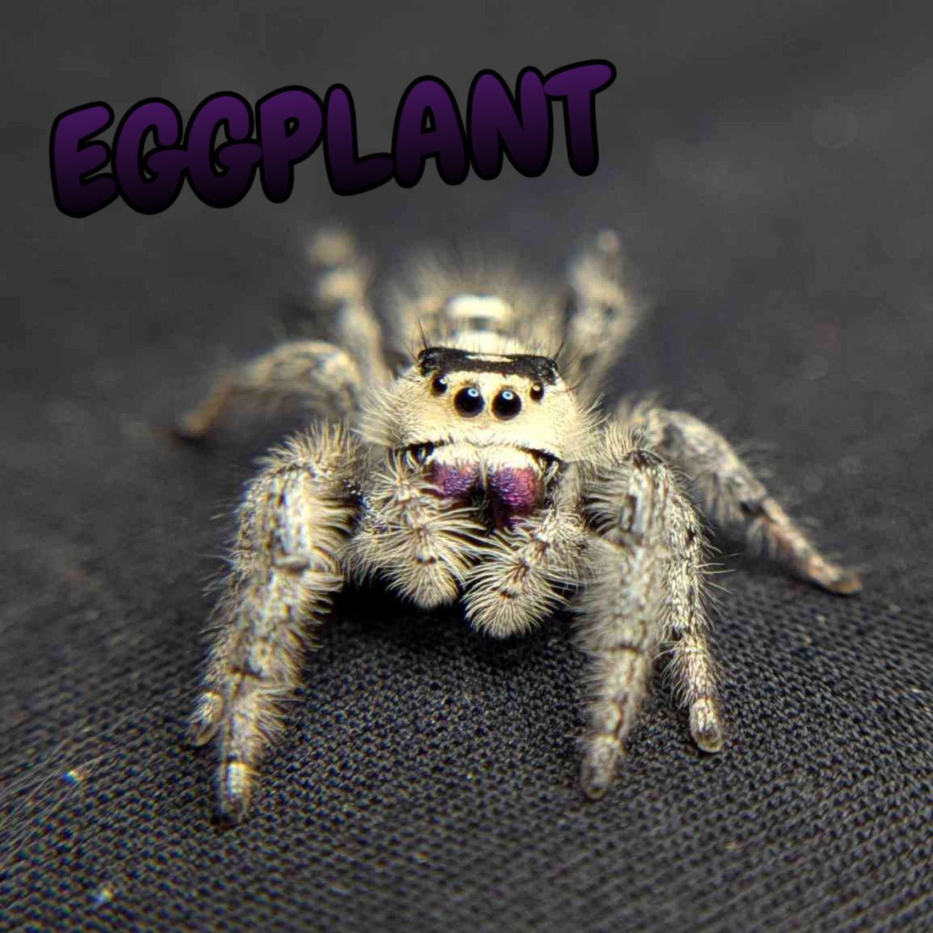 Regal Jumping Spider "Eggplant"