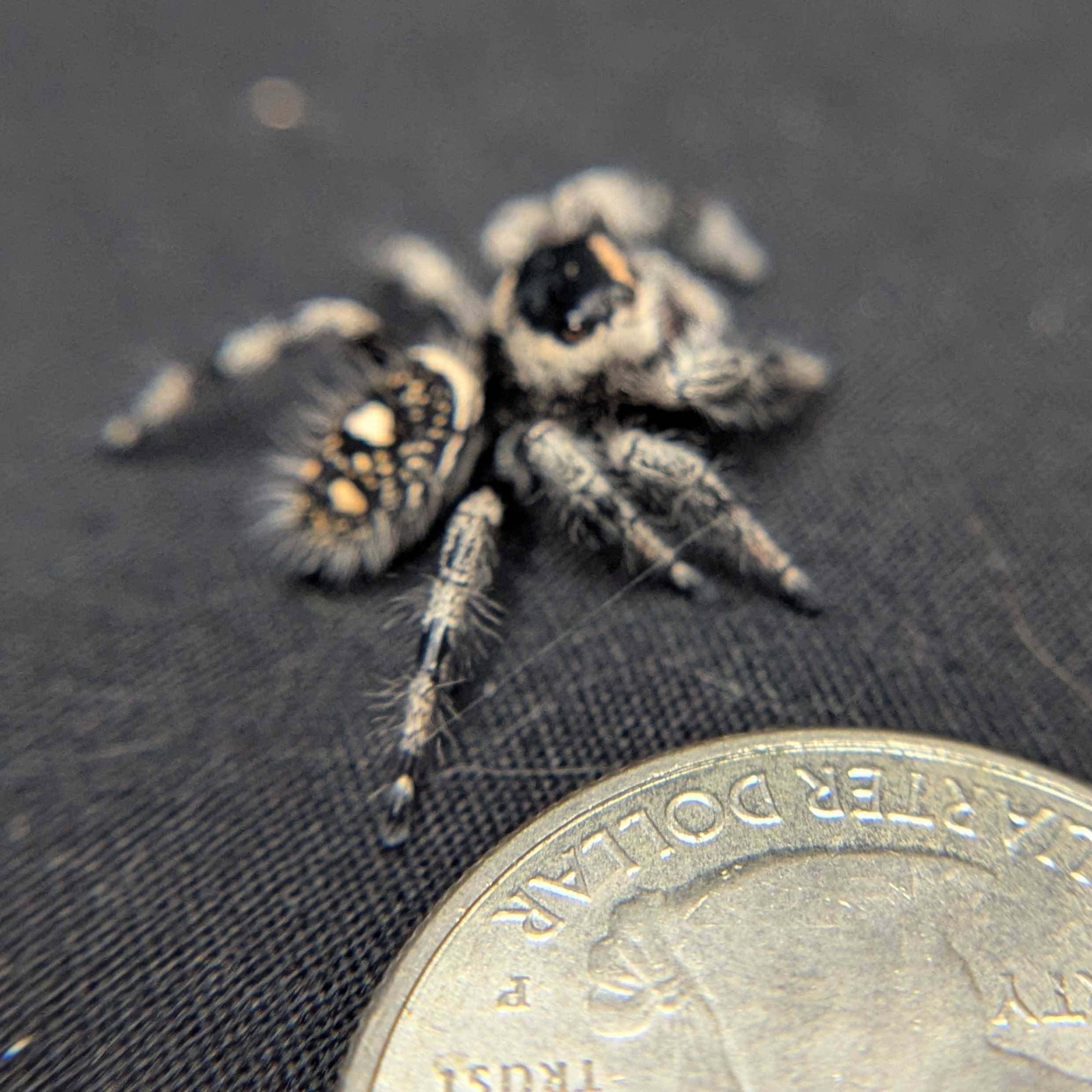 Regal Jumping Spider "Rainbow"