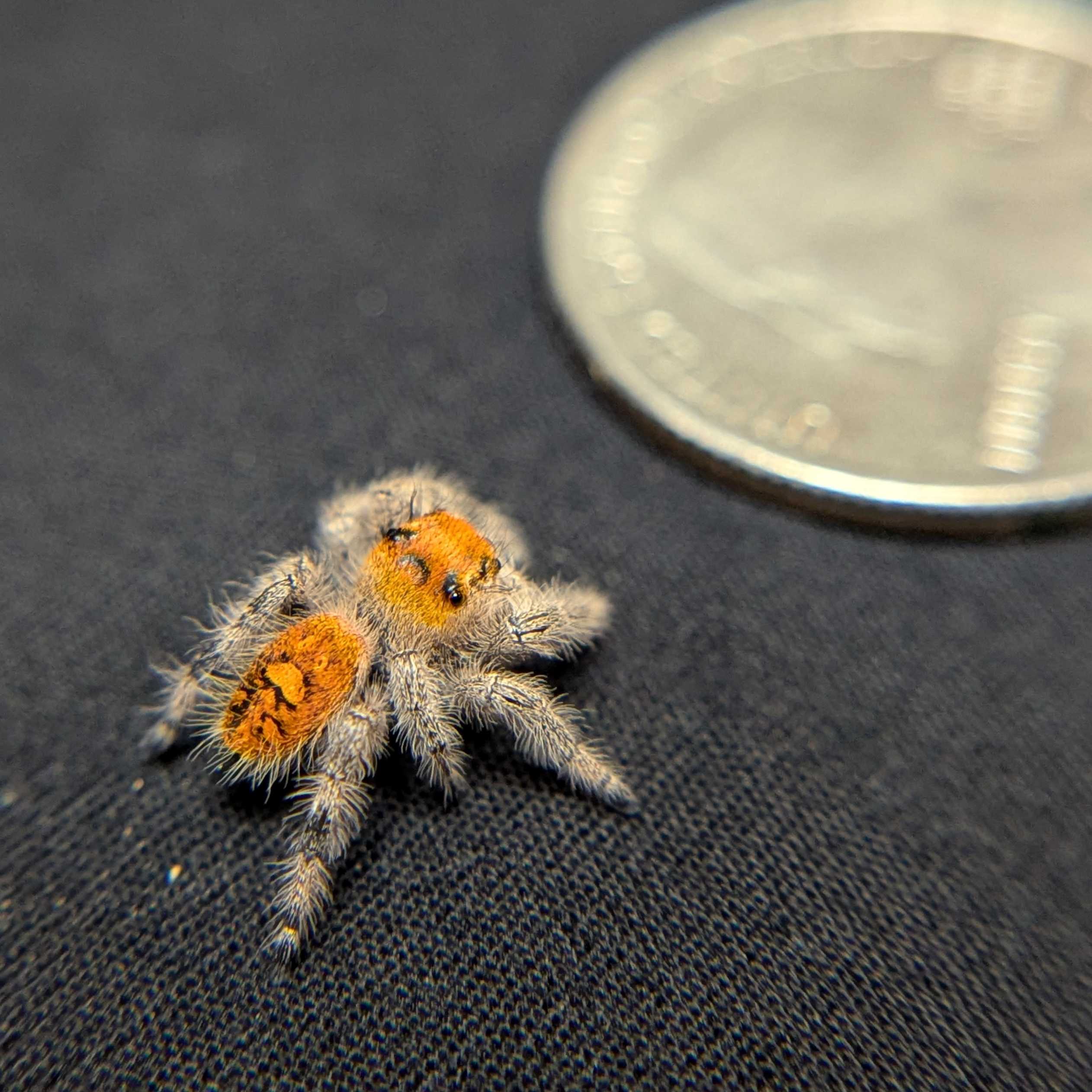 Regal Jumping Spider "Citrus"