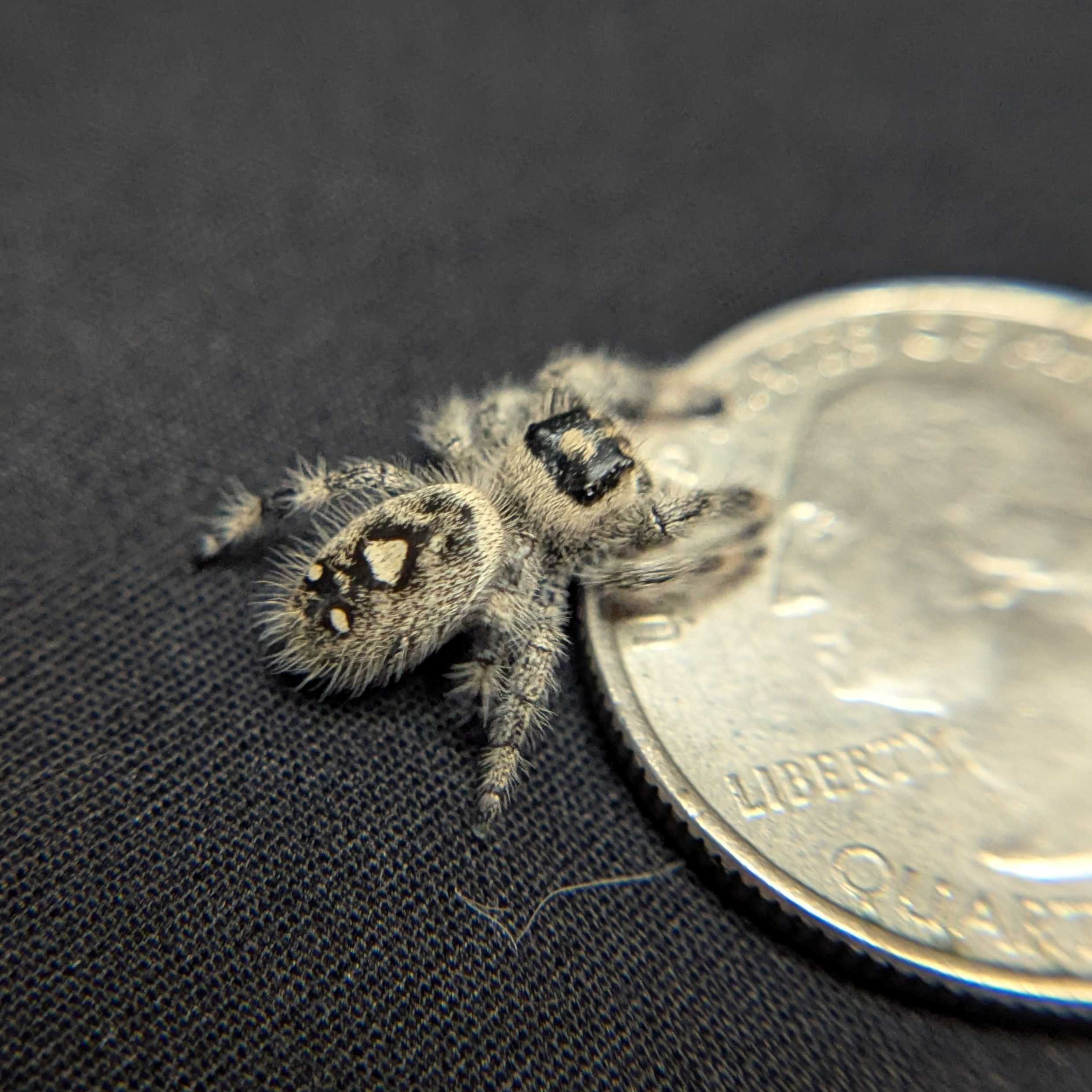 Regal Jumping Spider "Snowball"