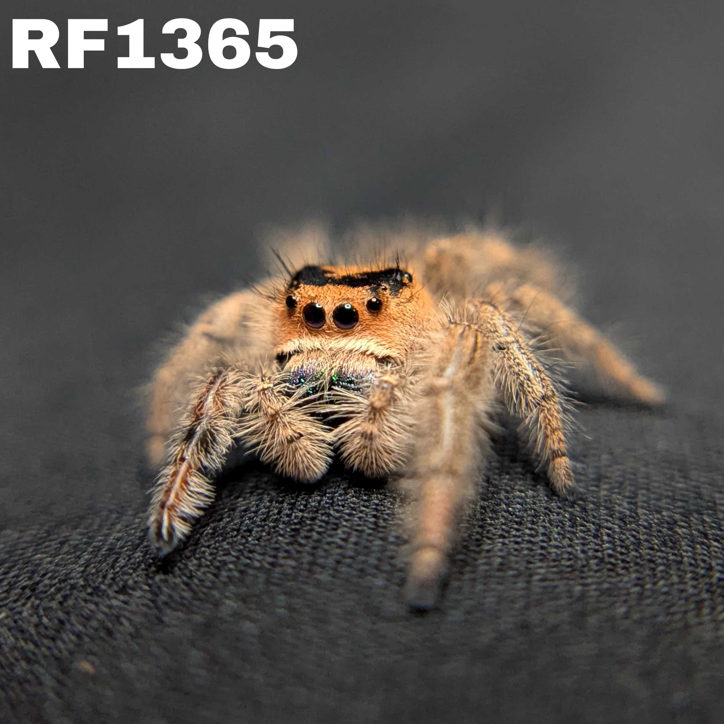 Regal Jumping Spider “Prancer”