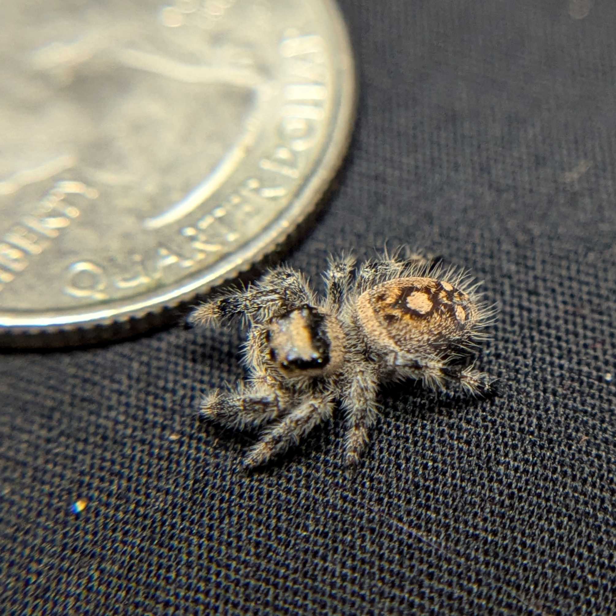 Regal Jumping Spider "Kisses"