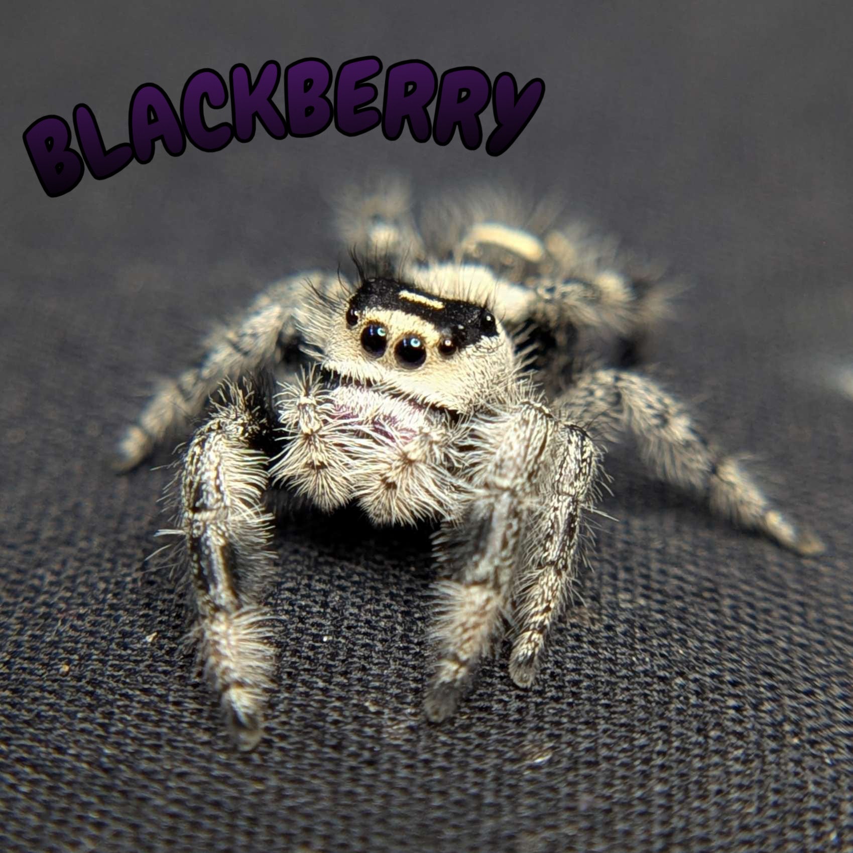 Regal Jumping Spider "BlackBerry"
