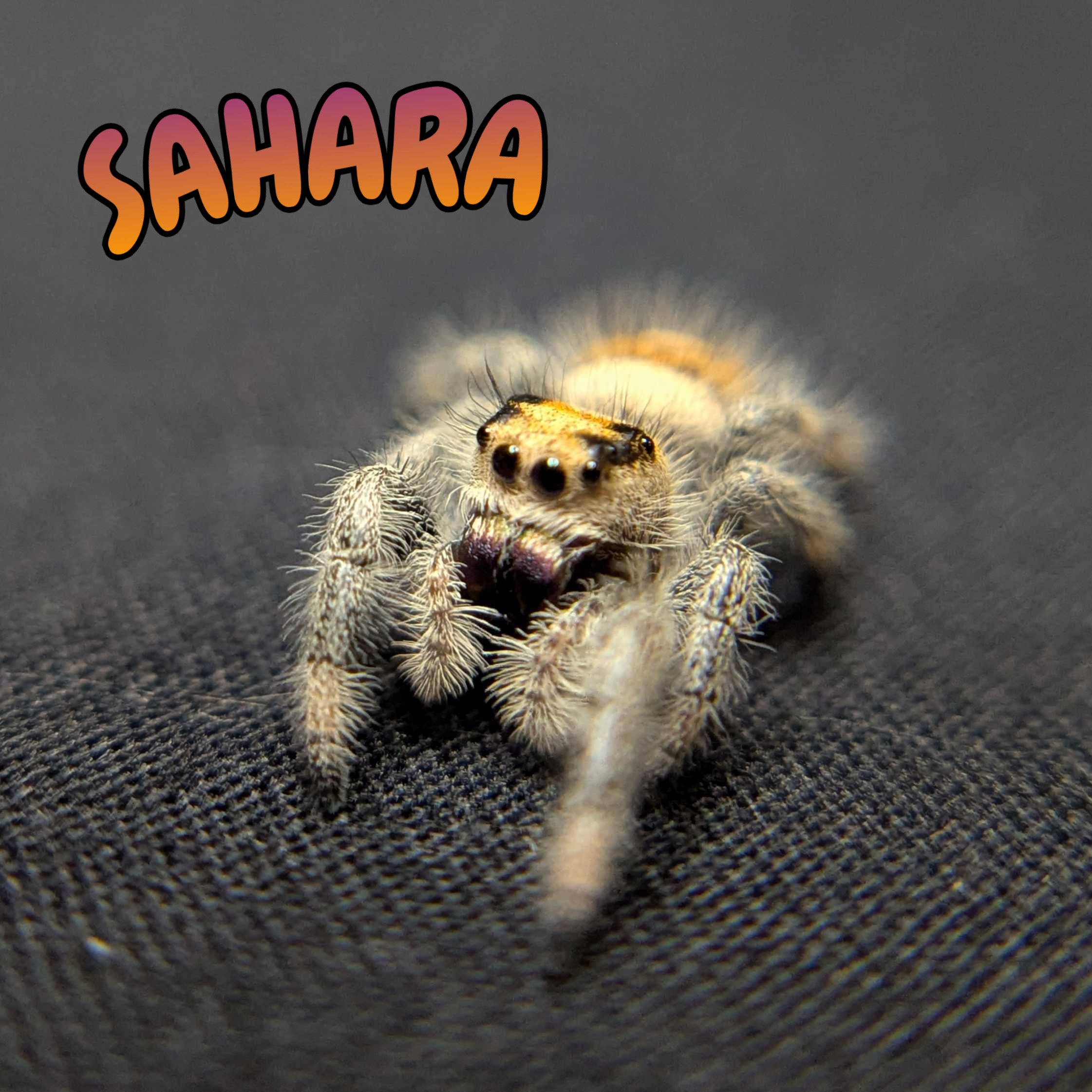 Regal Jumping Spider "Sahara"
