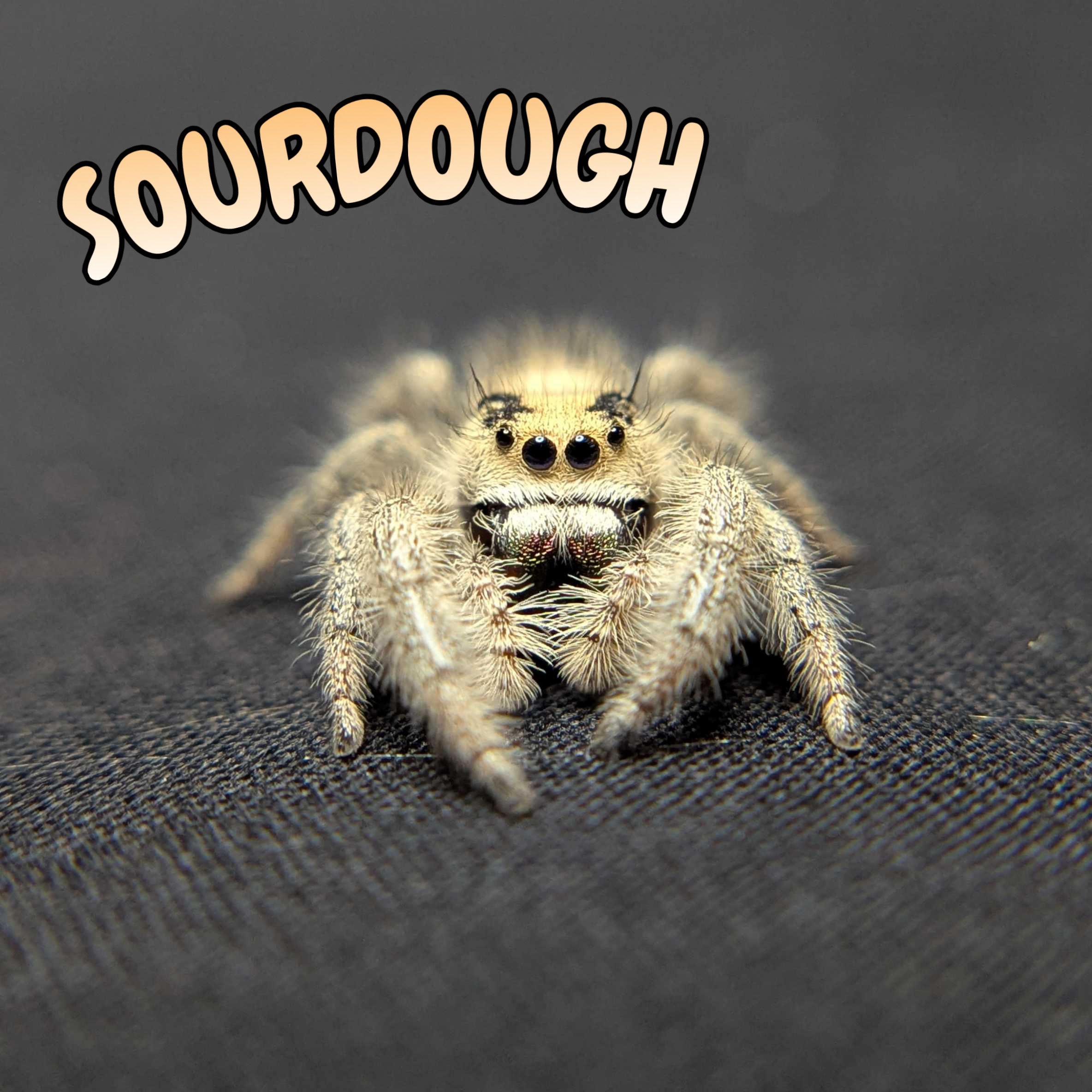 Regal Jumping Spider "Sourdough"
