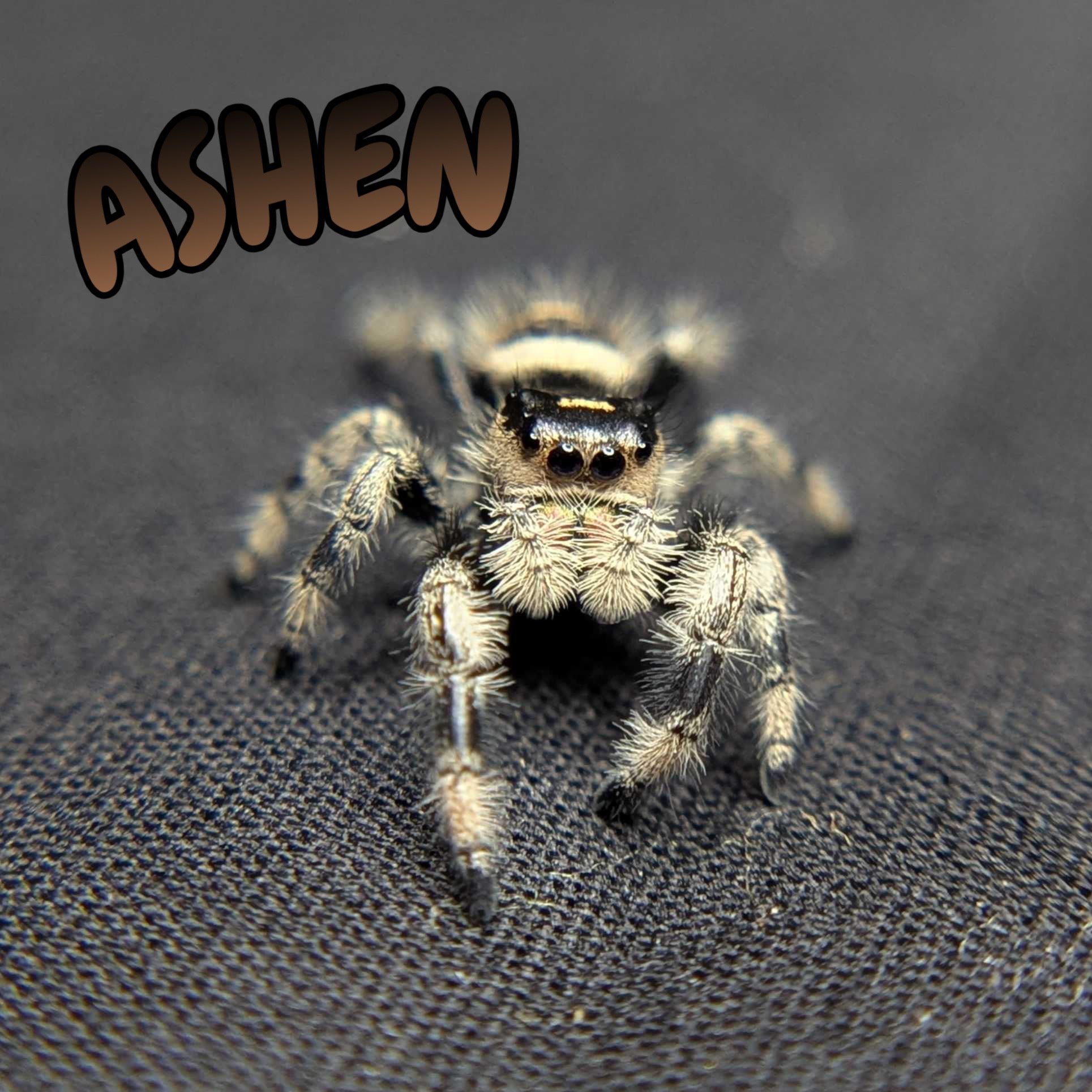 Regal Jumping Spider "Ashen"
