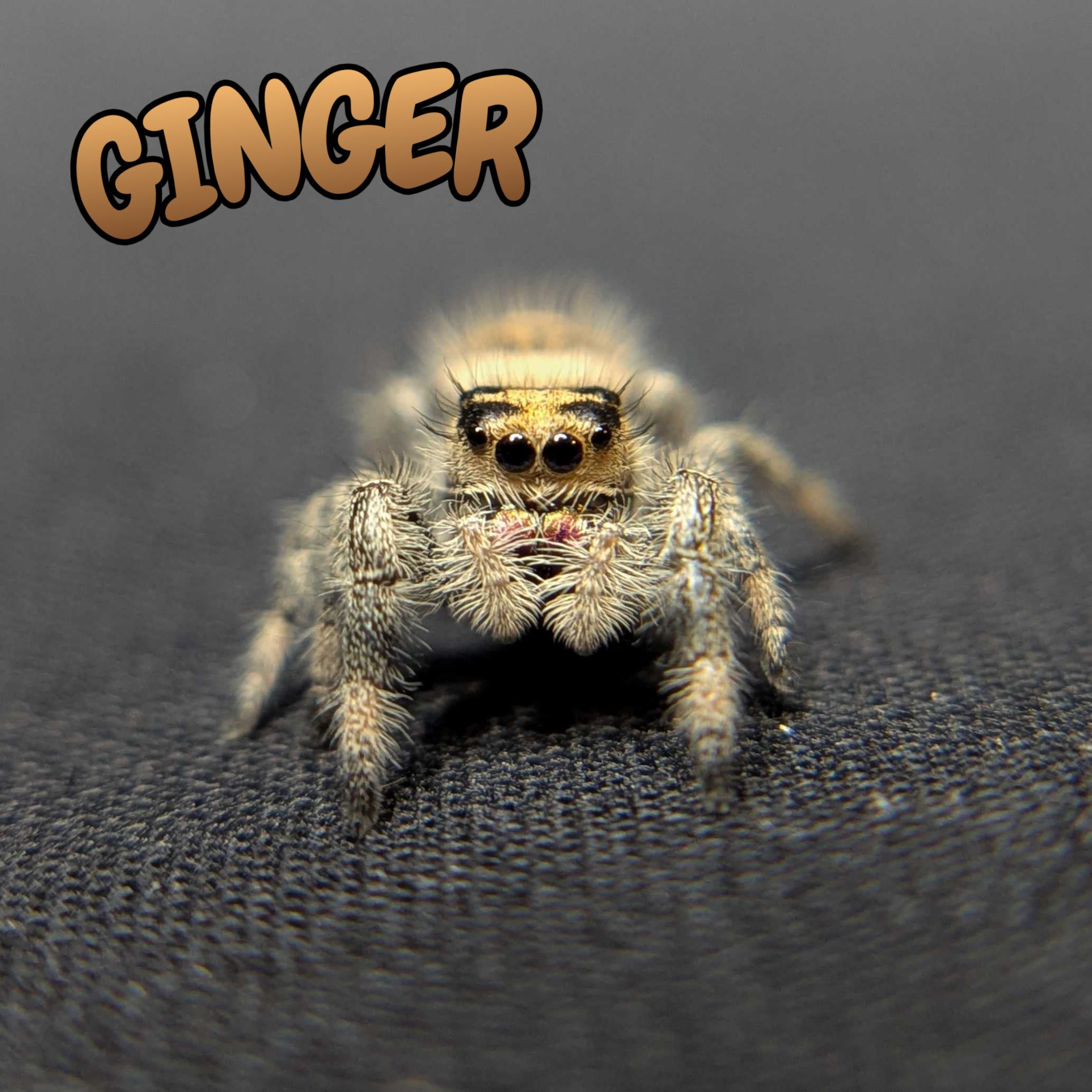 Regal Jumping Spider "Ginger"