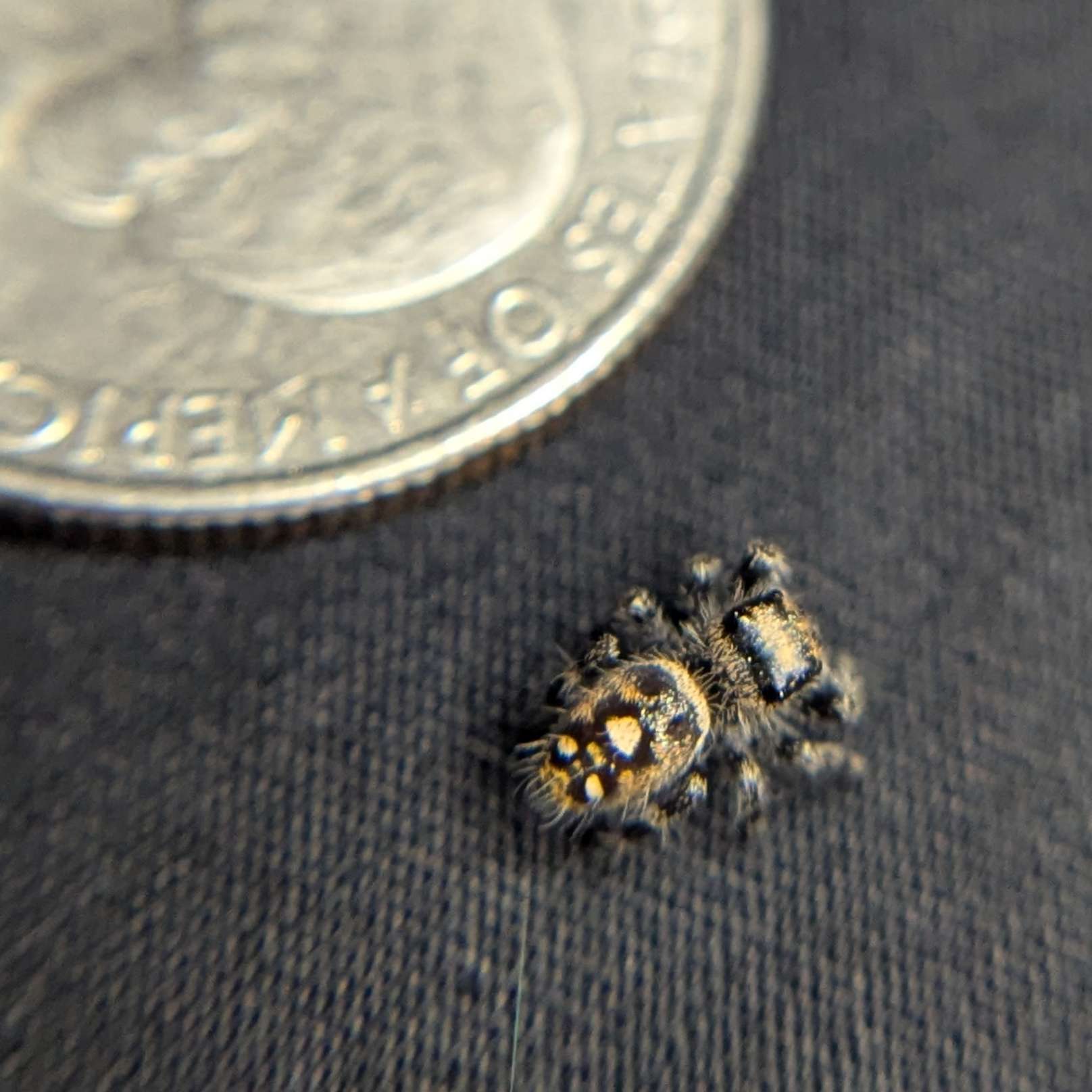 Regal Jumping Spider "Cinnasnug"