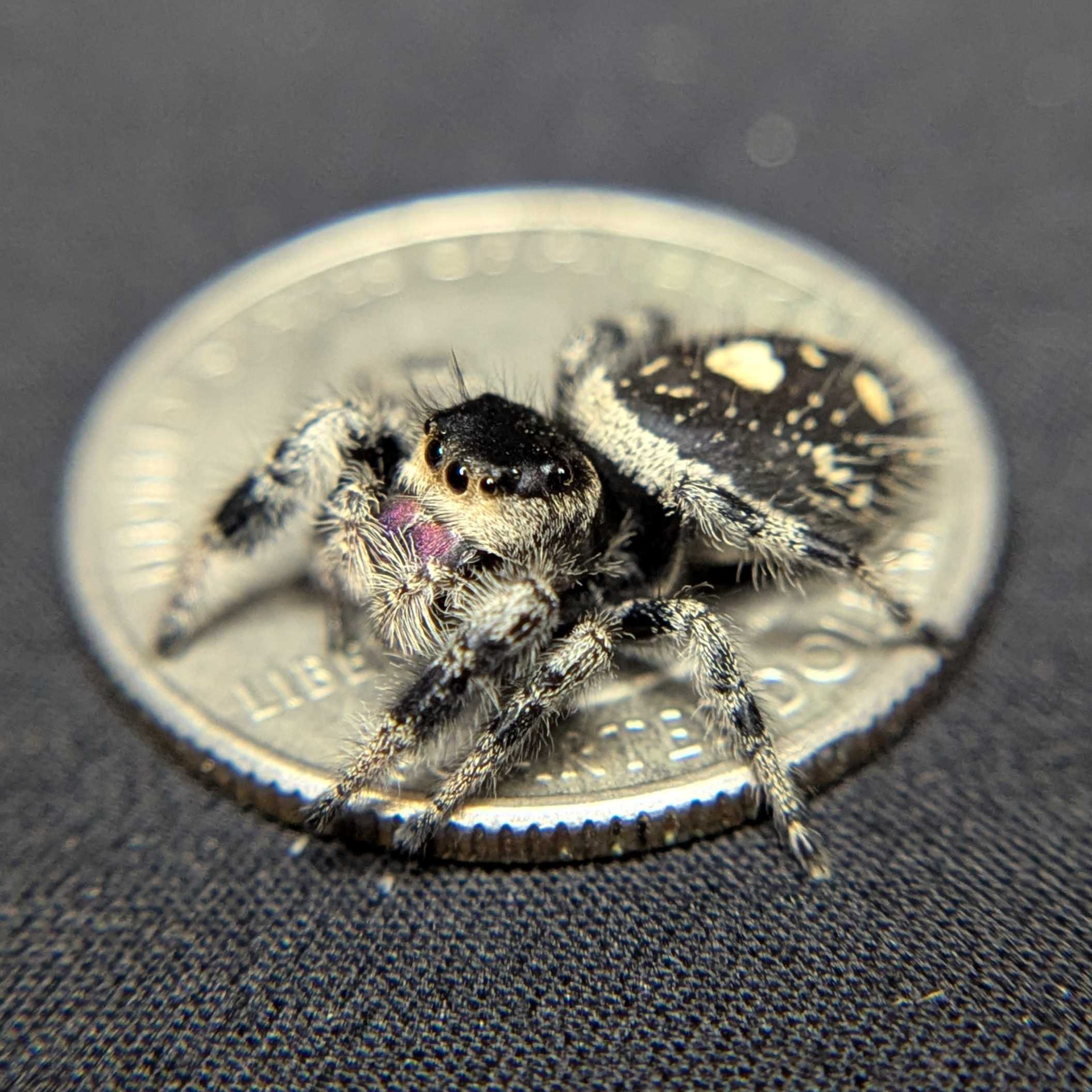 Regal Jumping Spider “Cupcake”