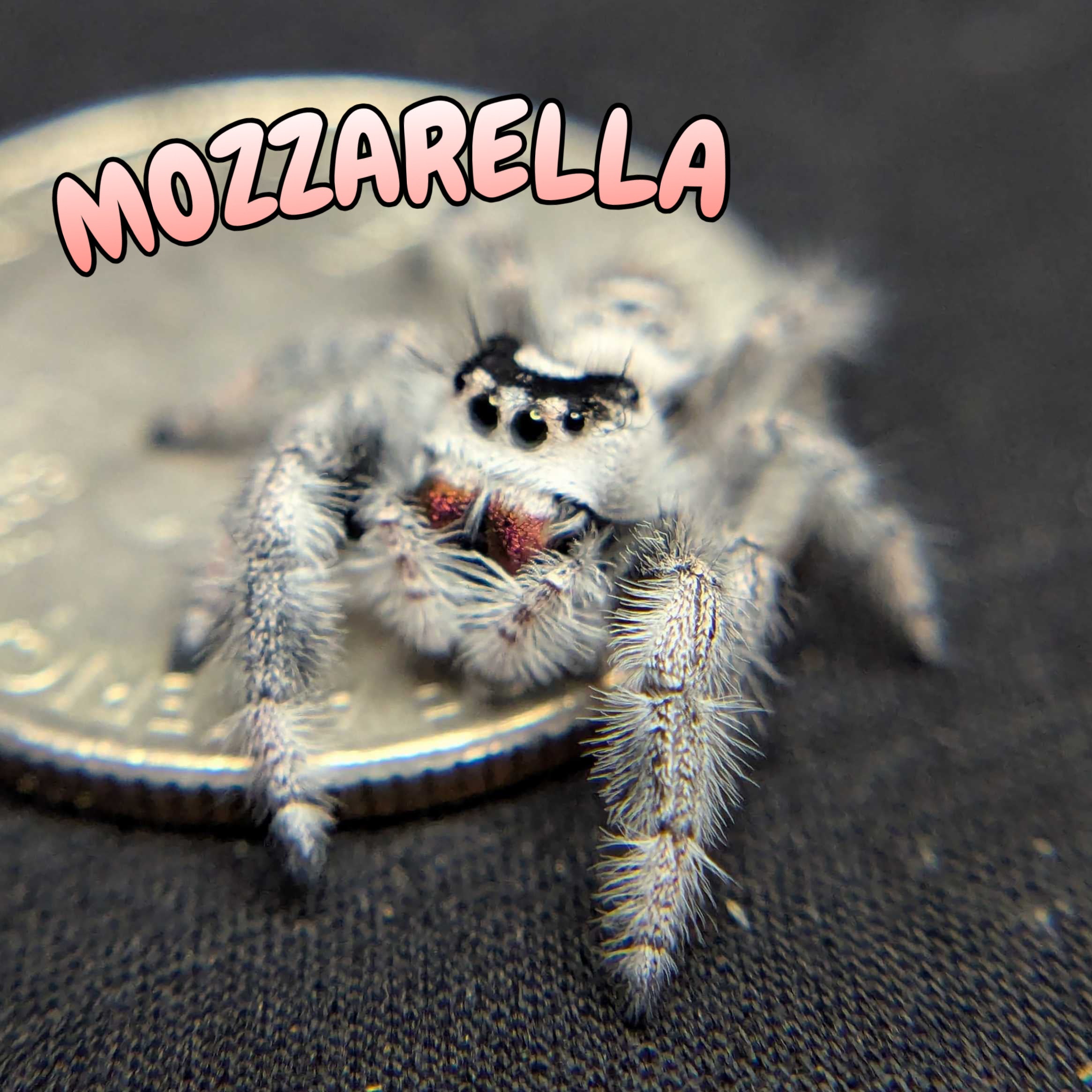 Regal Jumping Spider "Mozzarella"